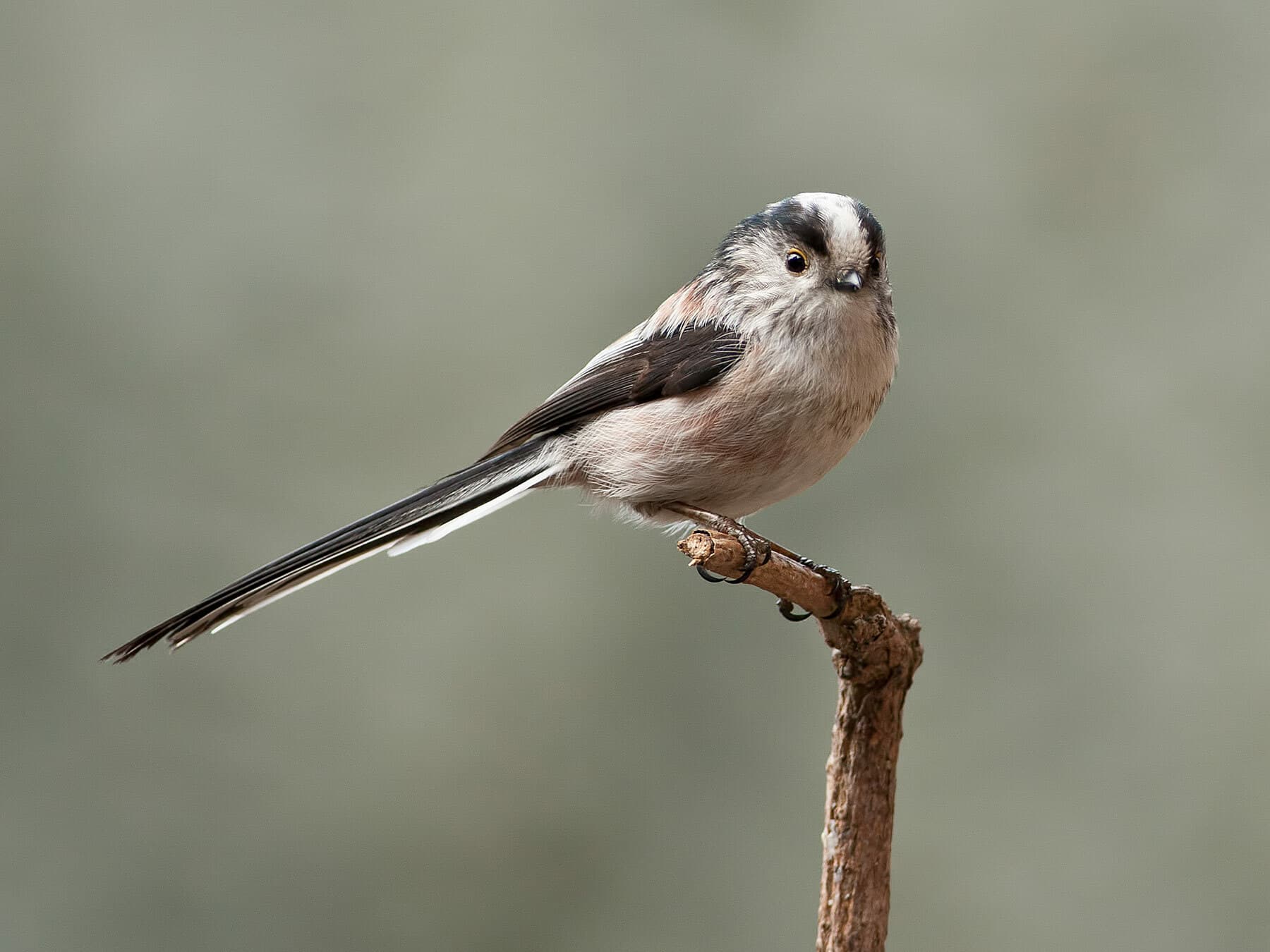 Close up of a perched Long-tailed Tit