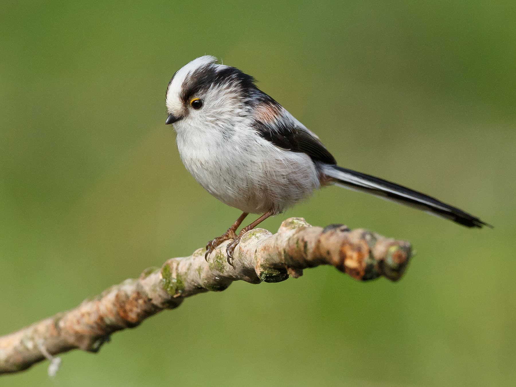 Woodland and forests are two of the best places to spot Long-tailed tits