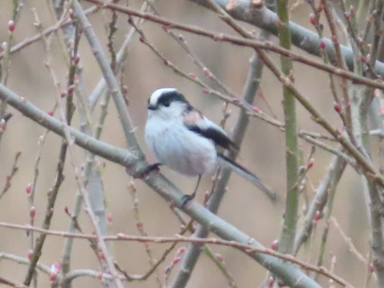 An enaga, the Long-tailed Tit of Honshu, in Sendai: a white crown edged by broad black bands over the eyes