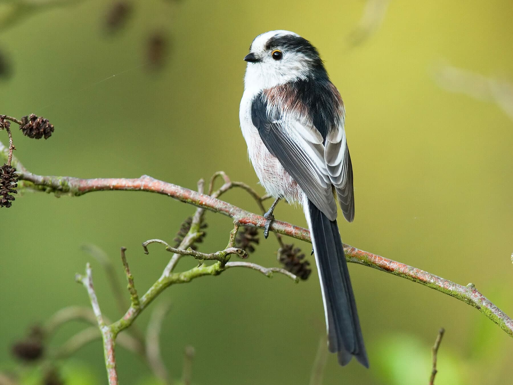 Long-tailed Tit perched on a branch