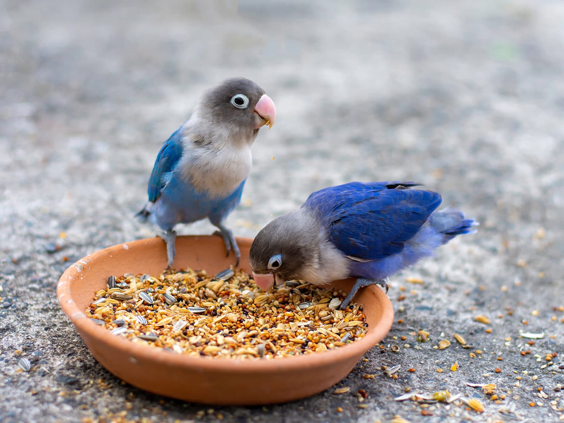 Lovebirds eating seeds