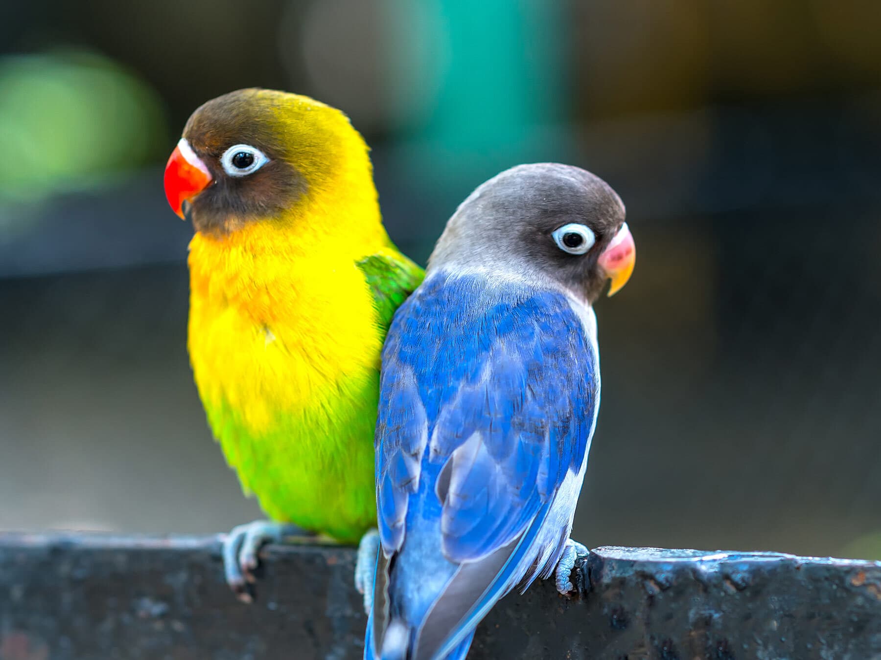 Lovebirds sitting together