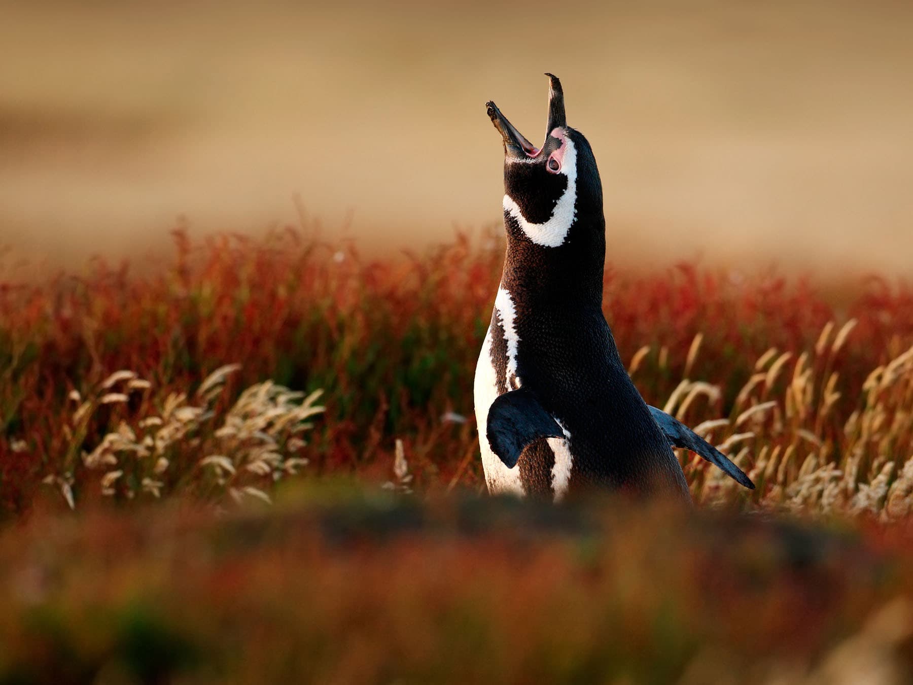 Magellanic Penguin calling