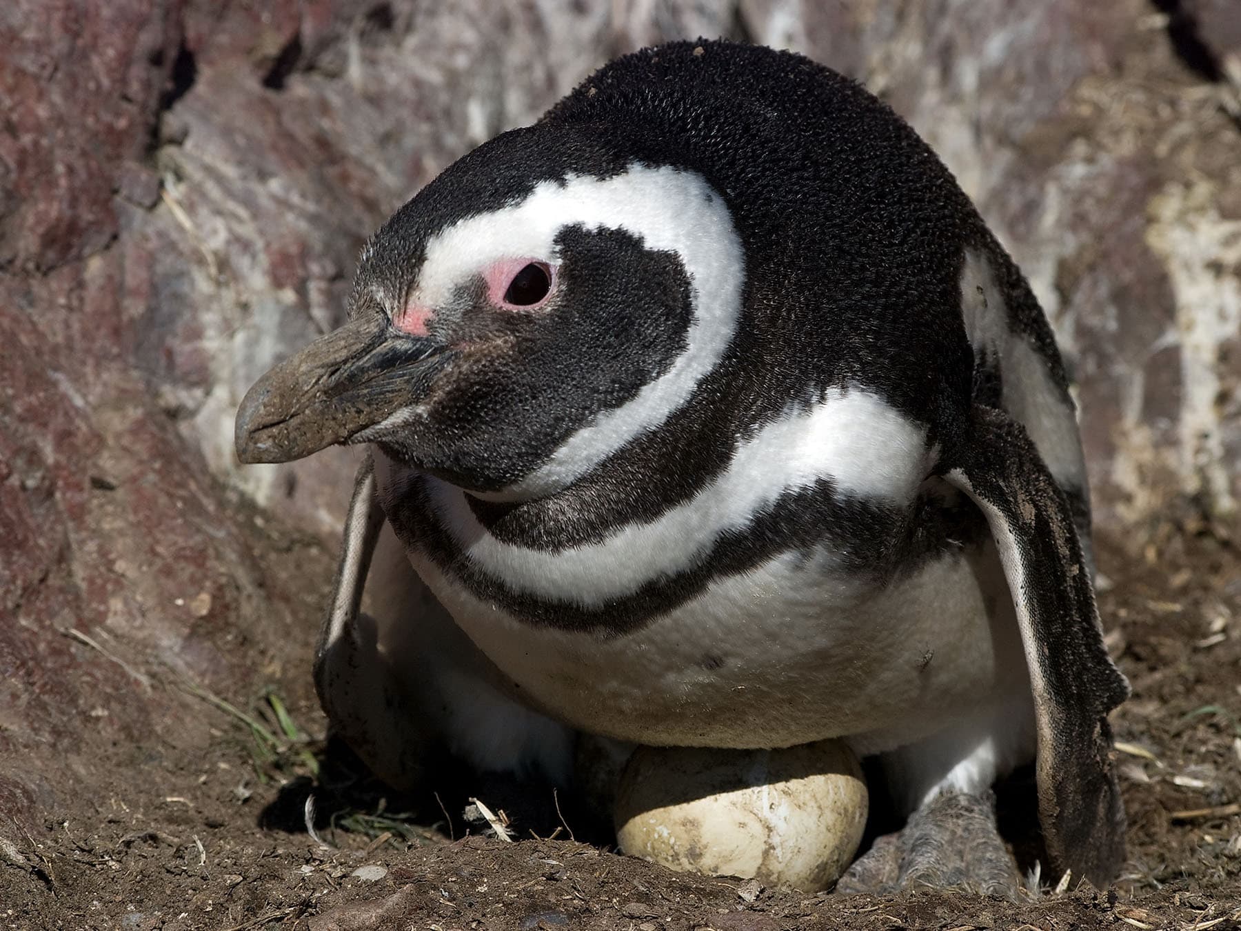 Magellanic Penguin sat on egg