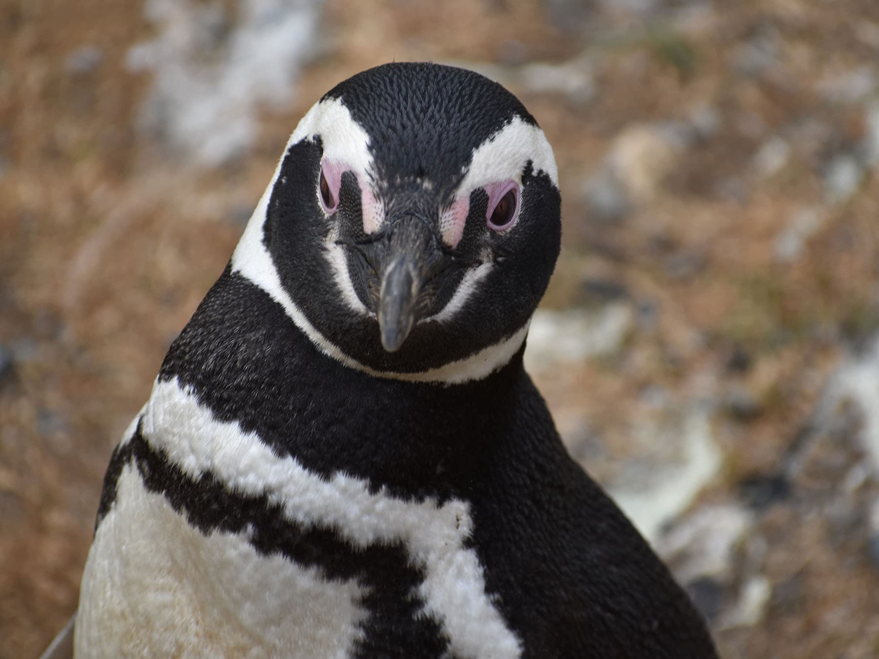 Magellanic Penguin portrait close up