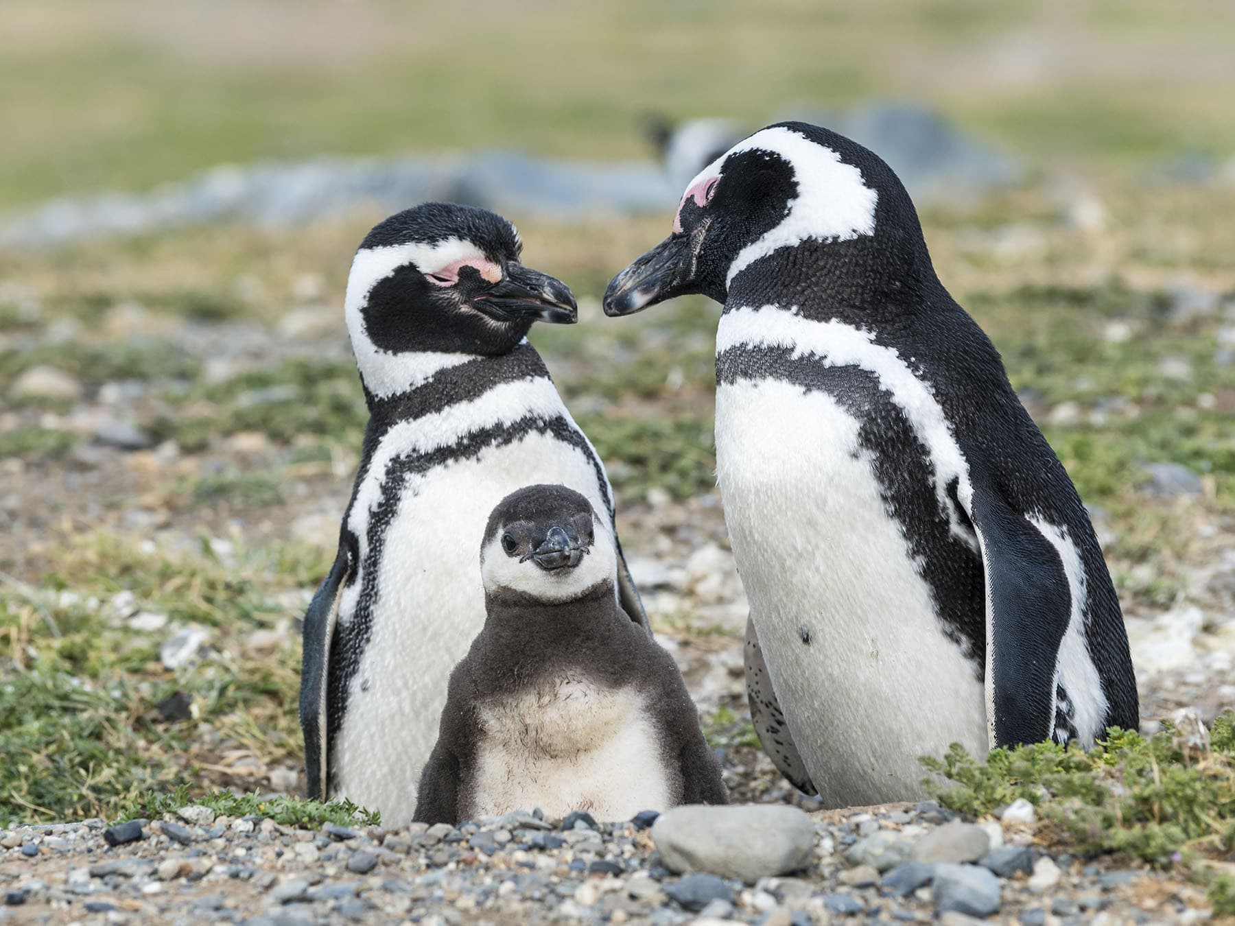 A pair of Magellanic Penguins with their young chick