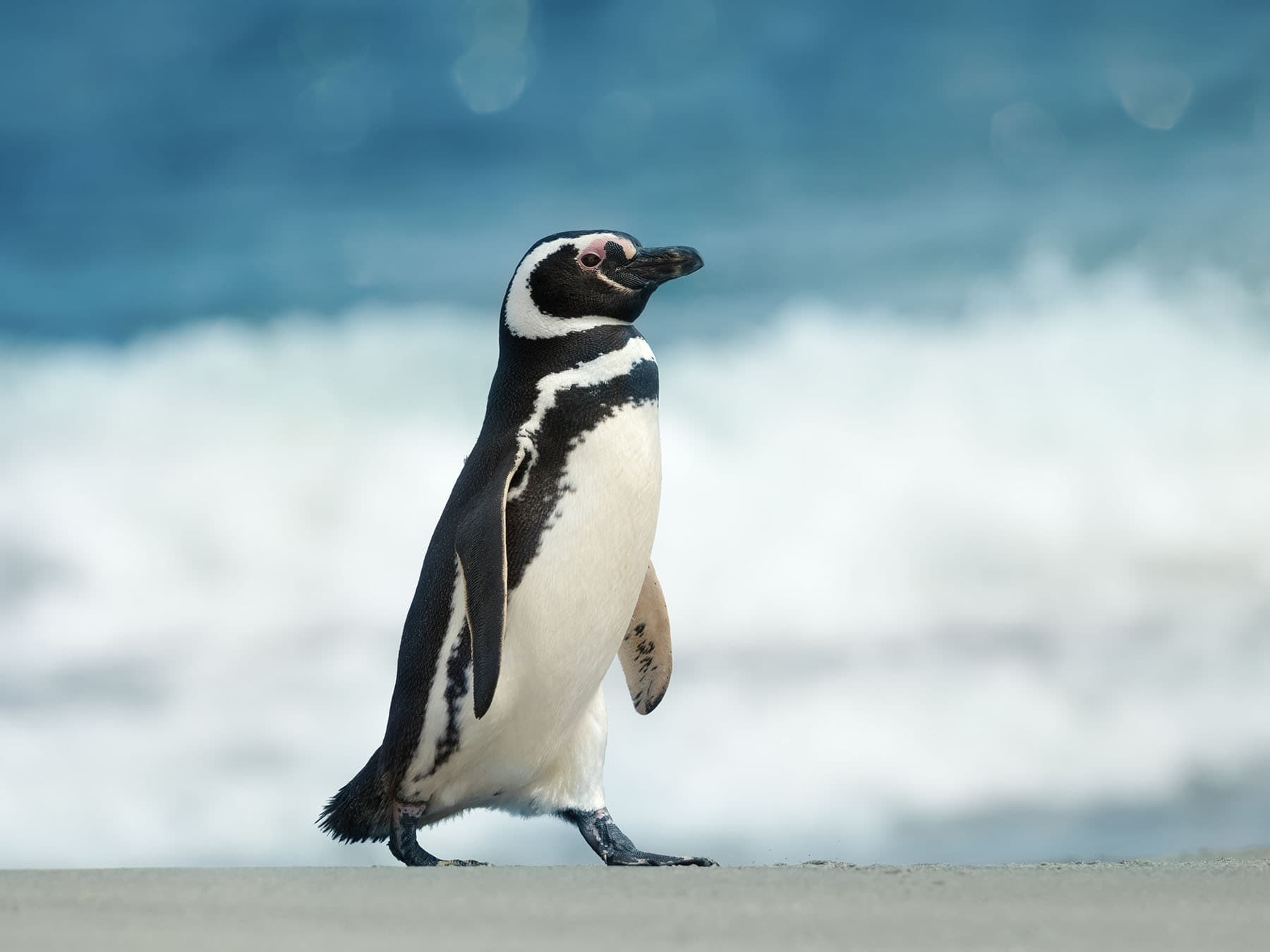 Magellanic Penguin