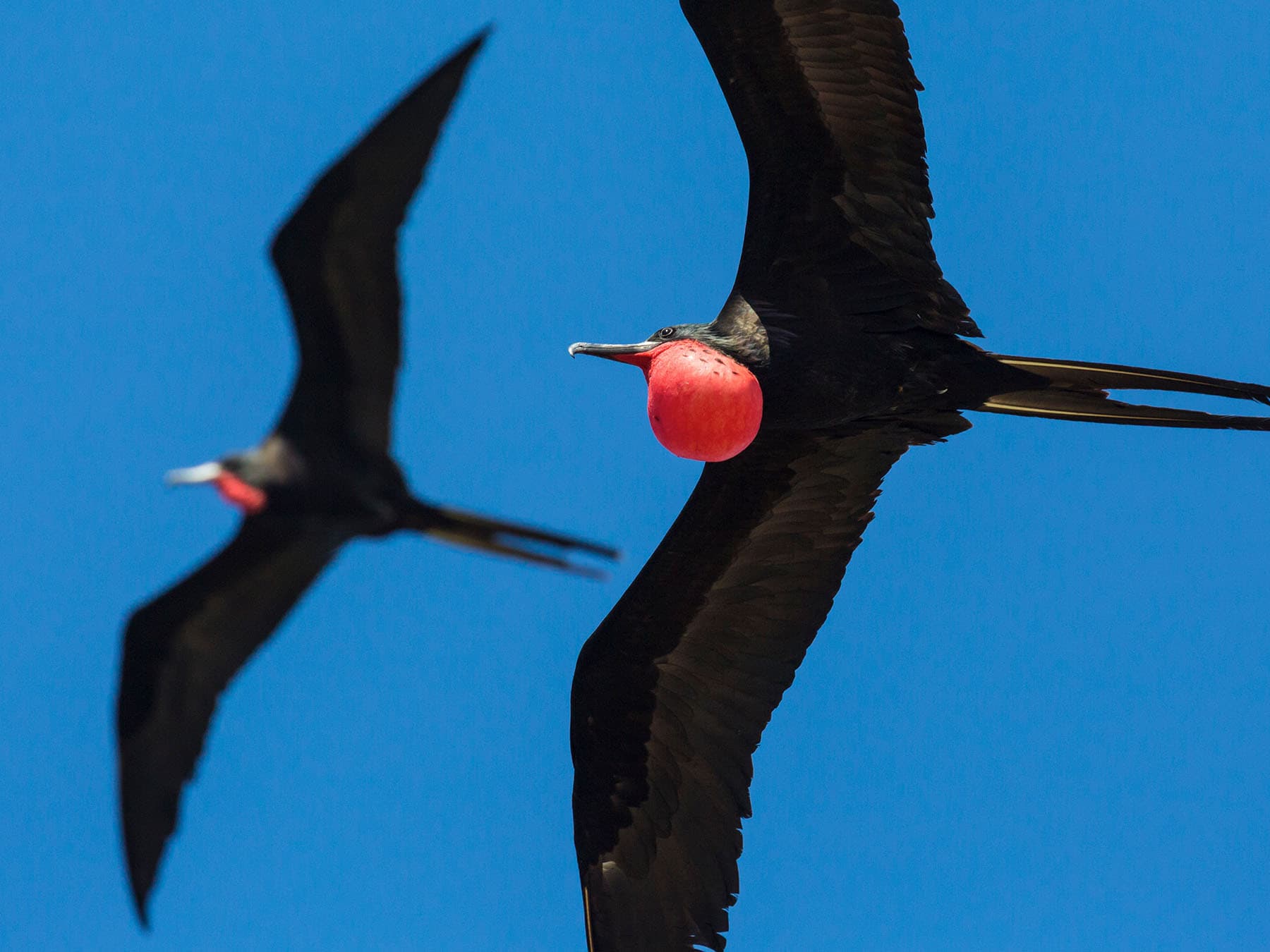 Magnificent frigatebirds flight