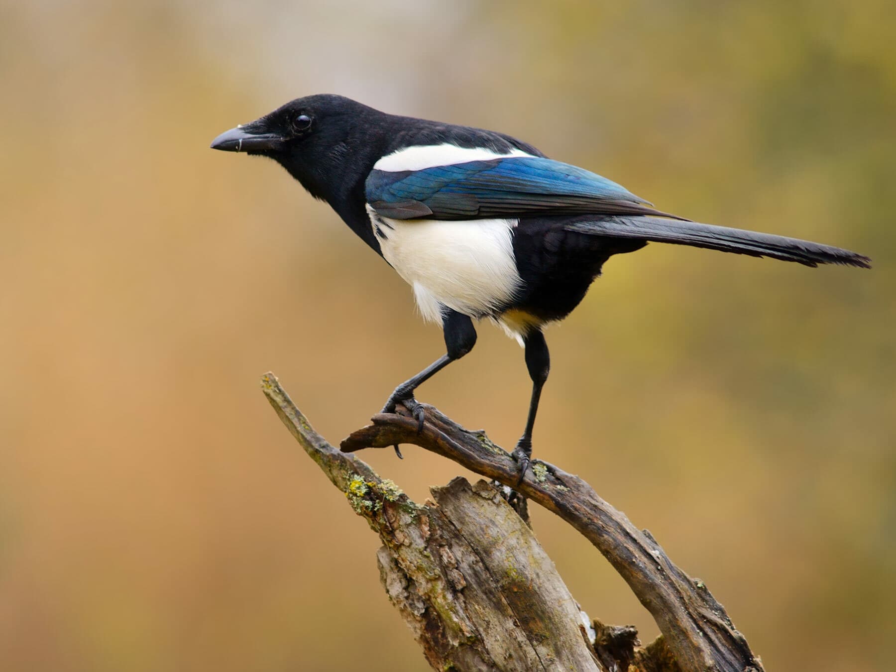 Magpies are one of the most easily recognisable bird species, by both their plumage and chattering call