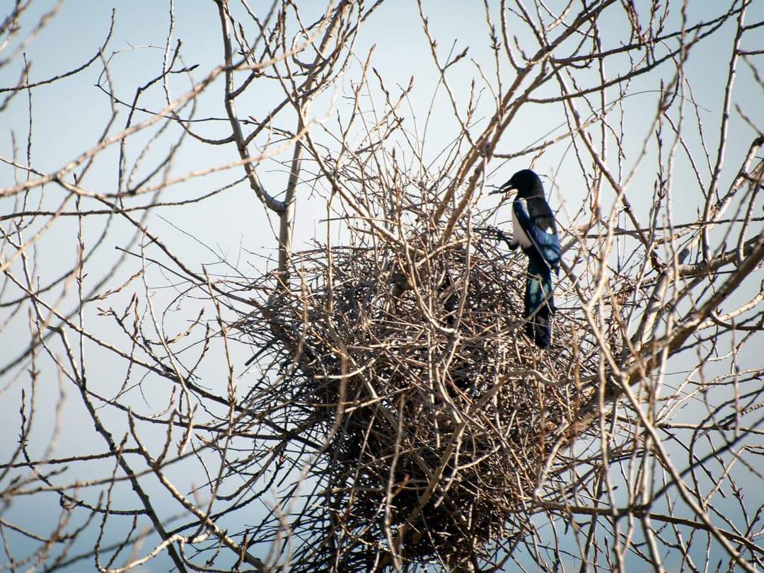 Magpie Nesting (All You Need To Know) | Birdfact