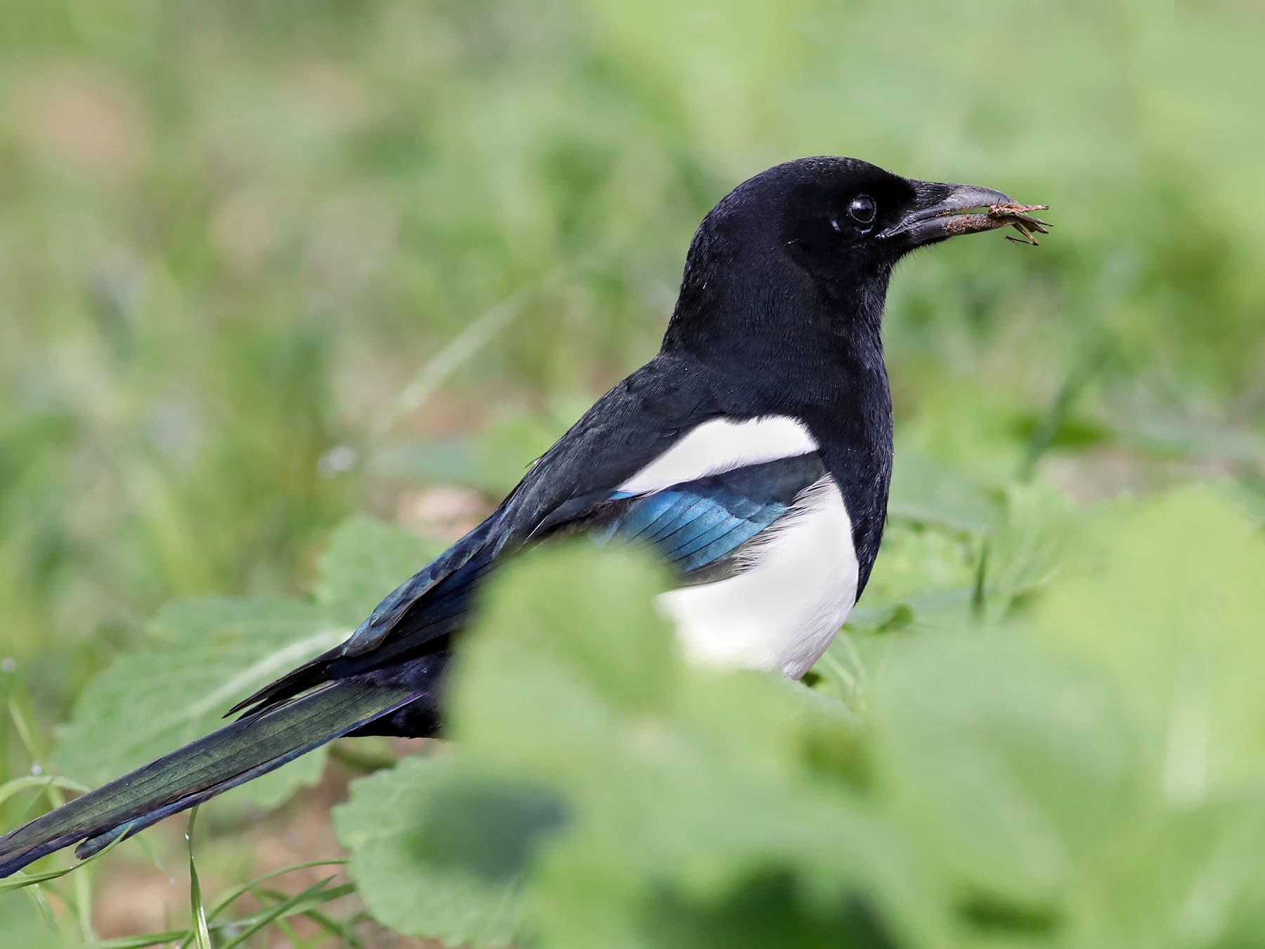 Young Magpie with a grasshopper in its beak