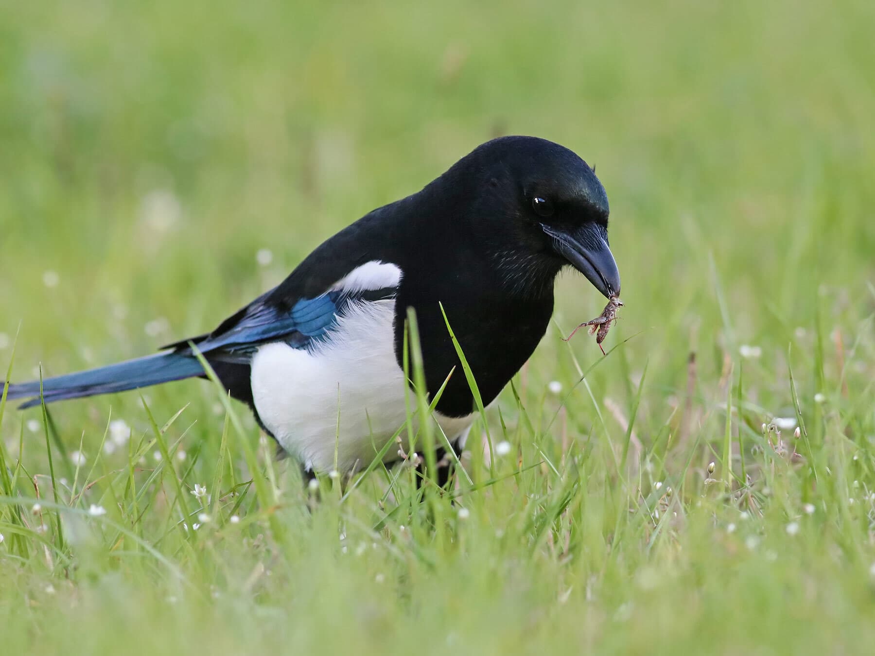 Magpie eating food
