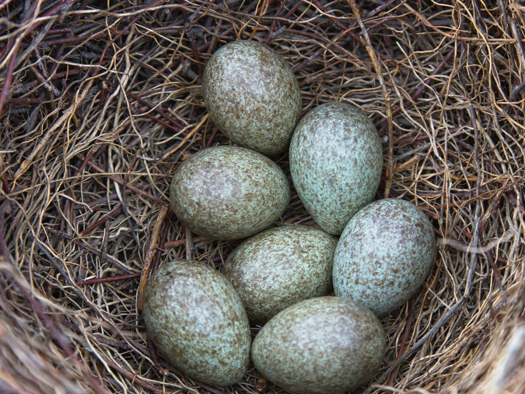The nest and eggs of a Magpie