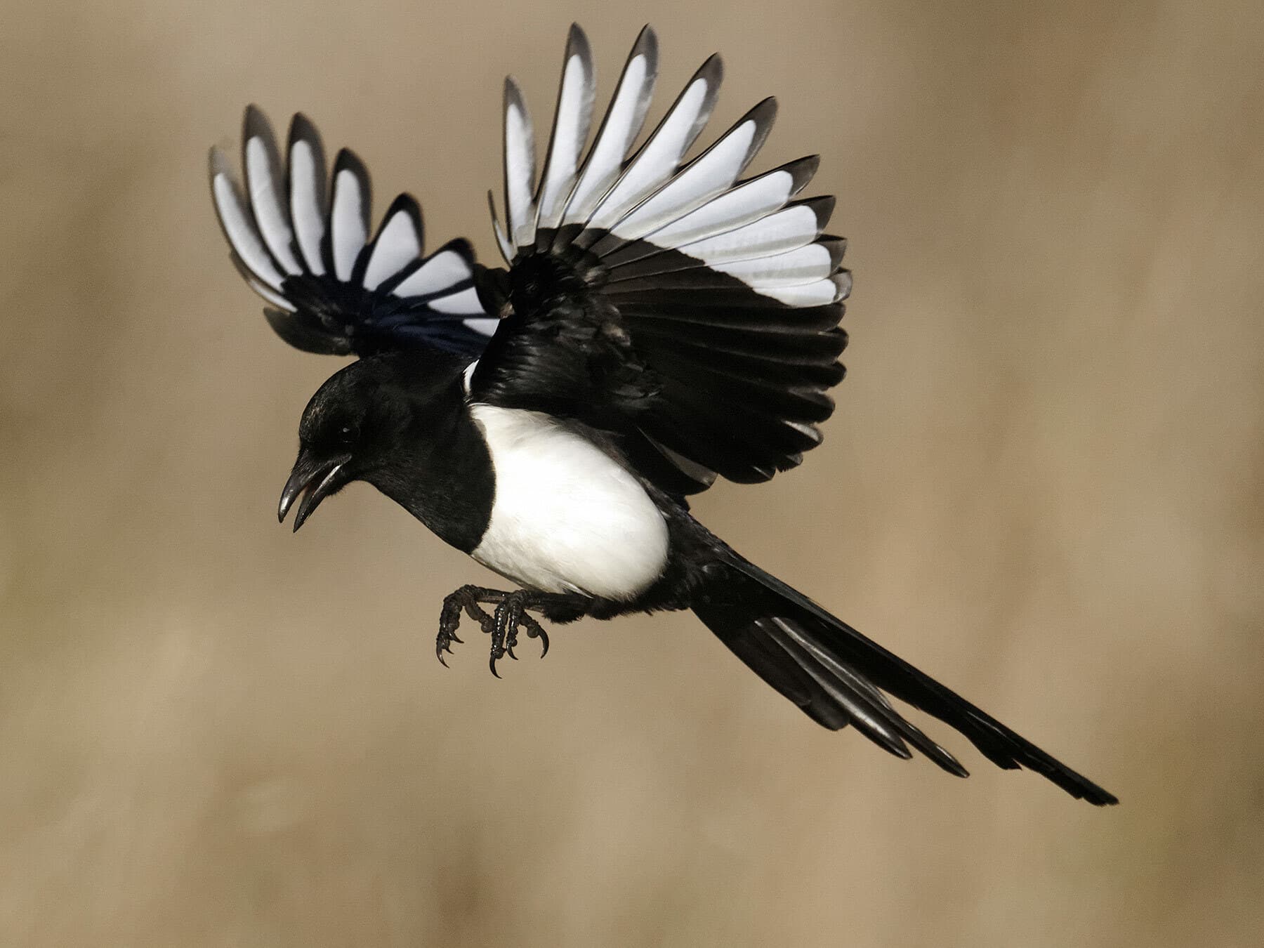 Magpie coming in to land