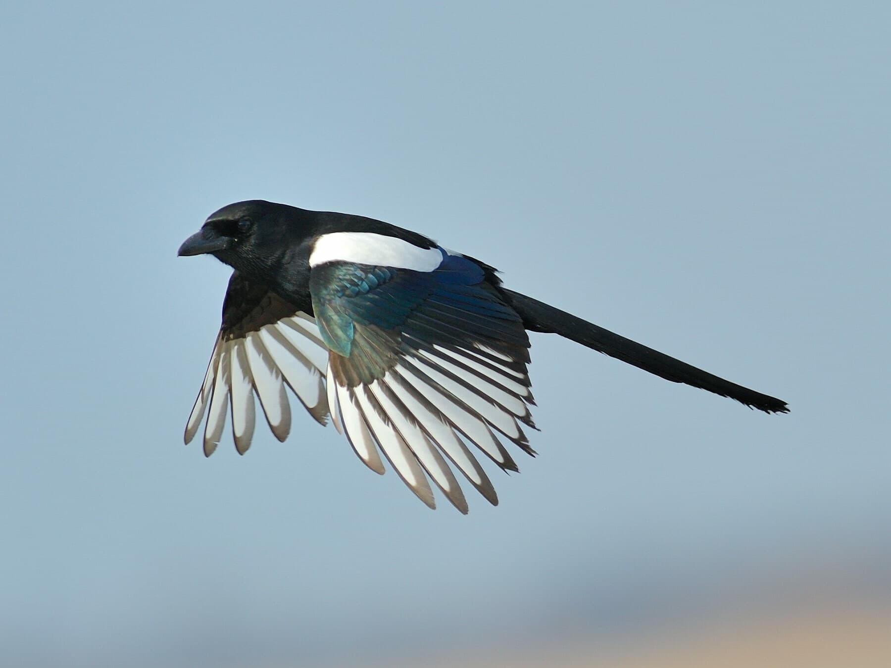 Close up of a Magpie in flight