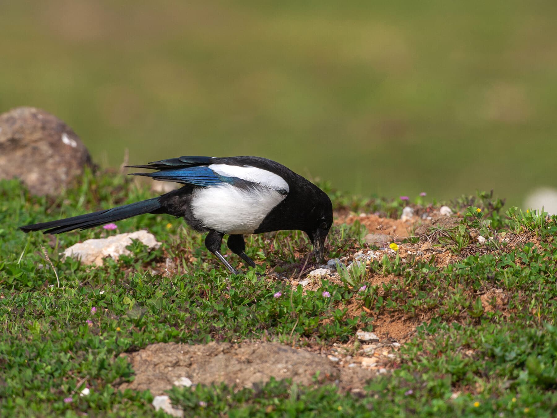 Magpie foraging on grass