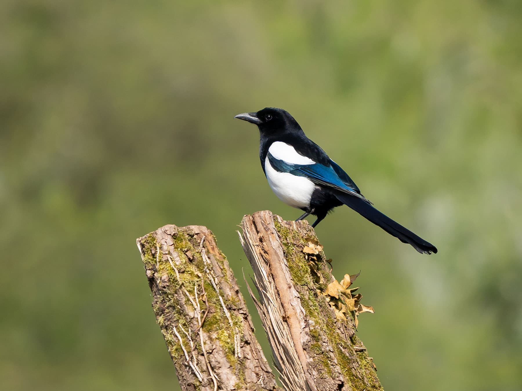 Magpies are common in gardens throughout the UK and Europe