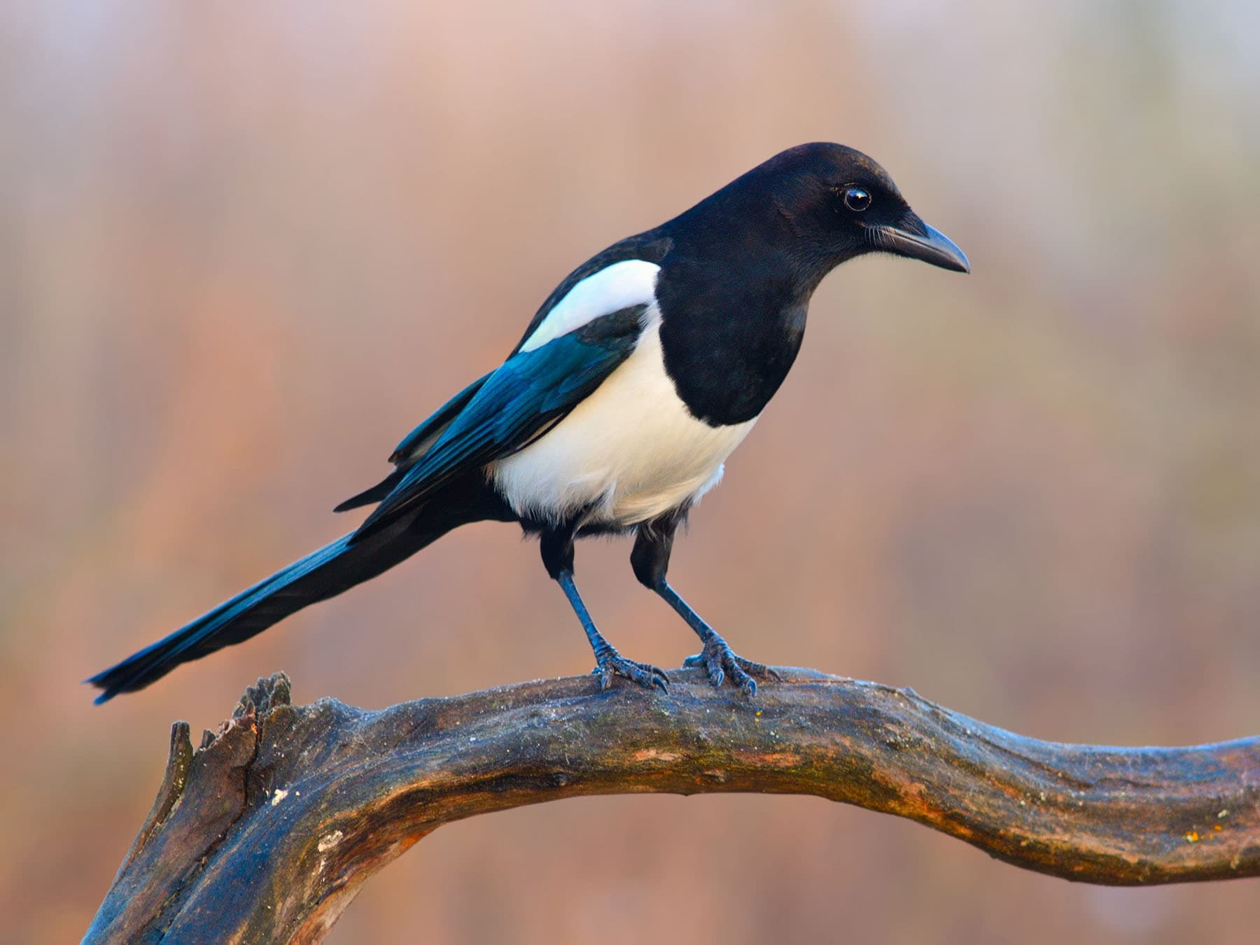 Close up of a perched Magpie