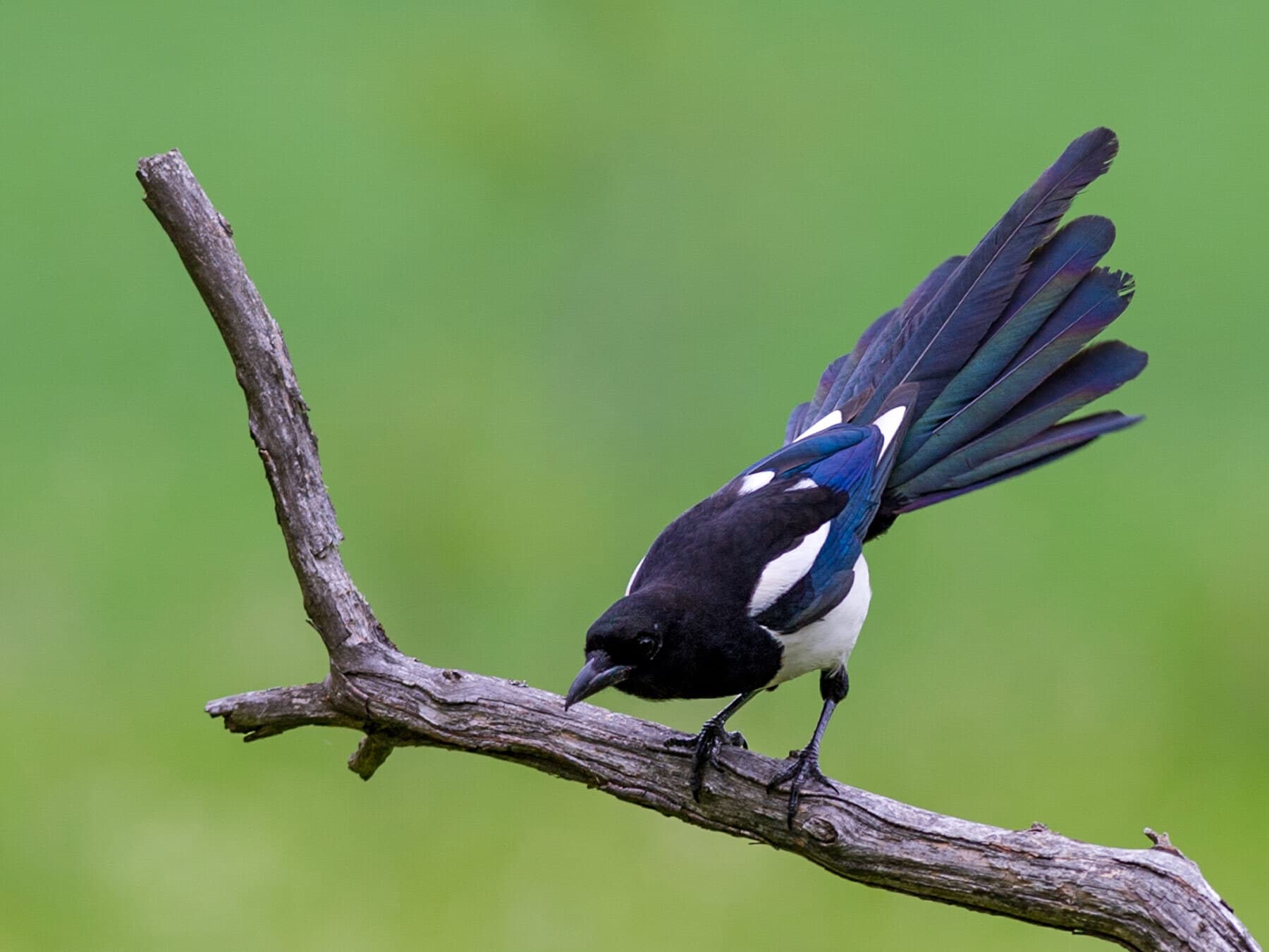 Magpie intelligence