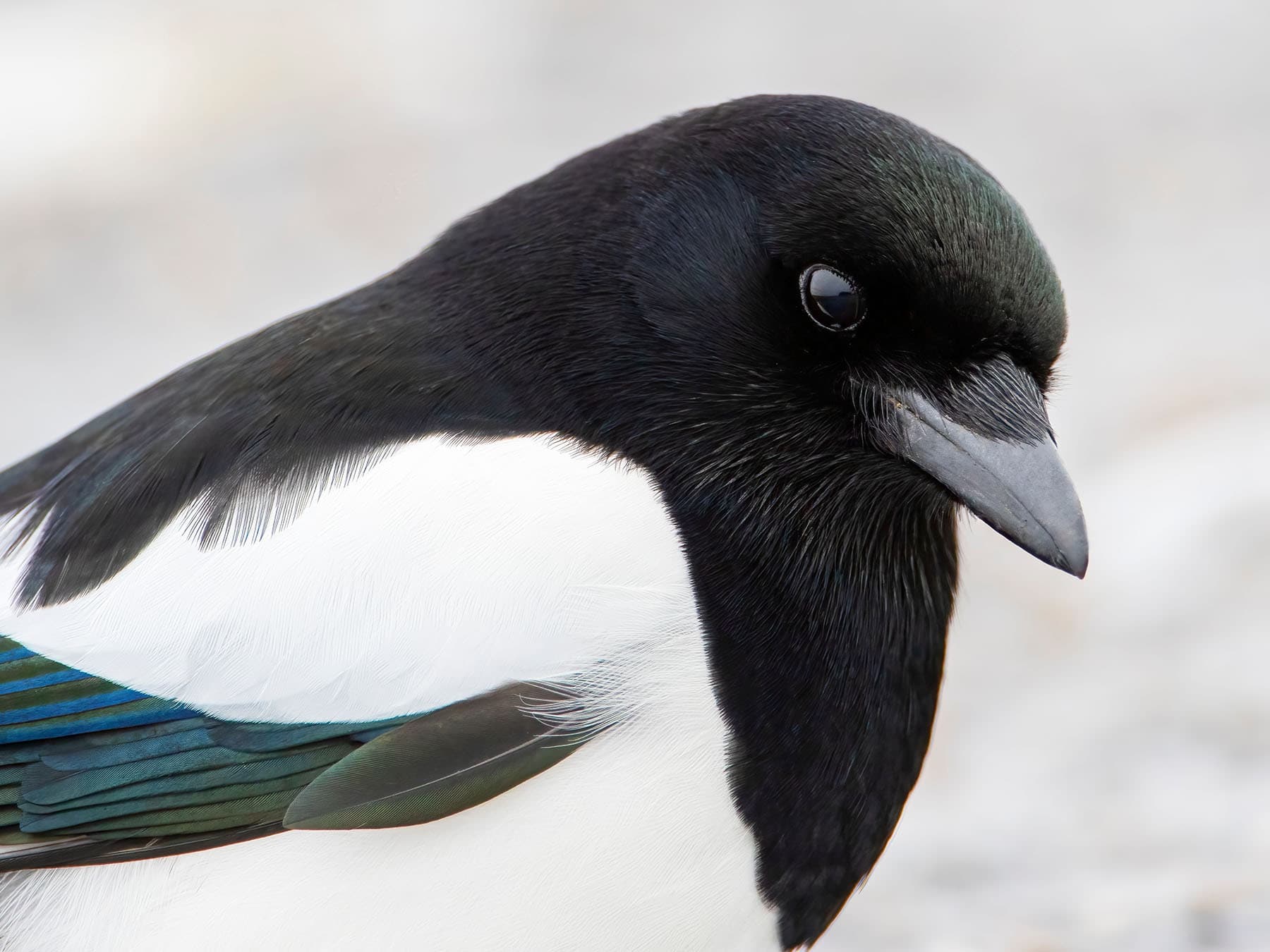 Close up head portrait of a common Magpie
