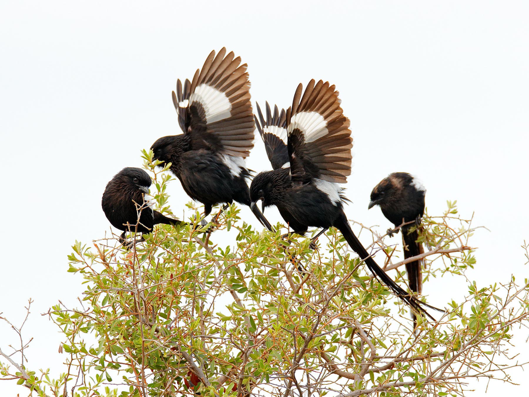 Group of Magpie Shrikes in tree top