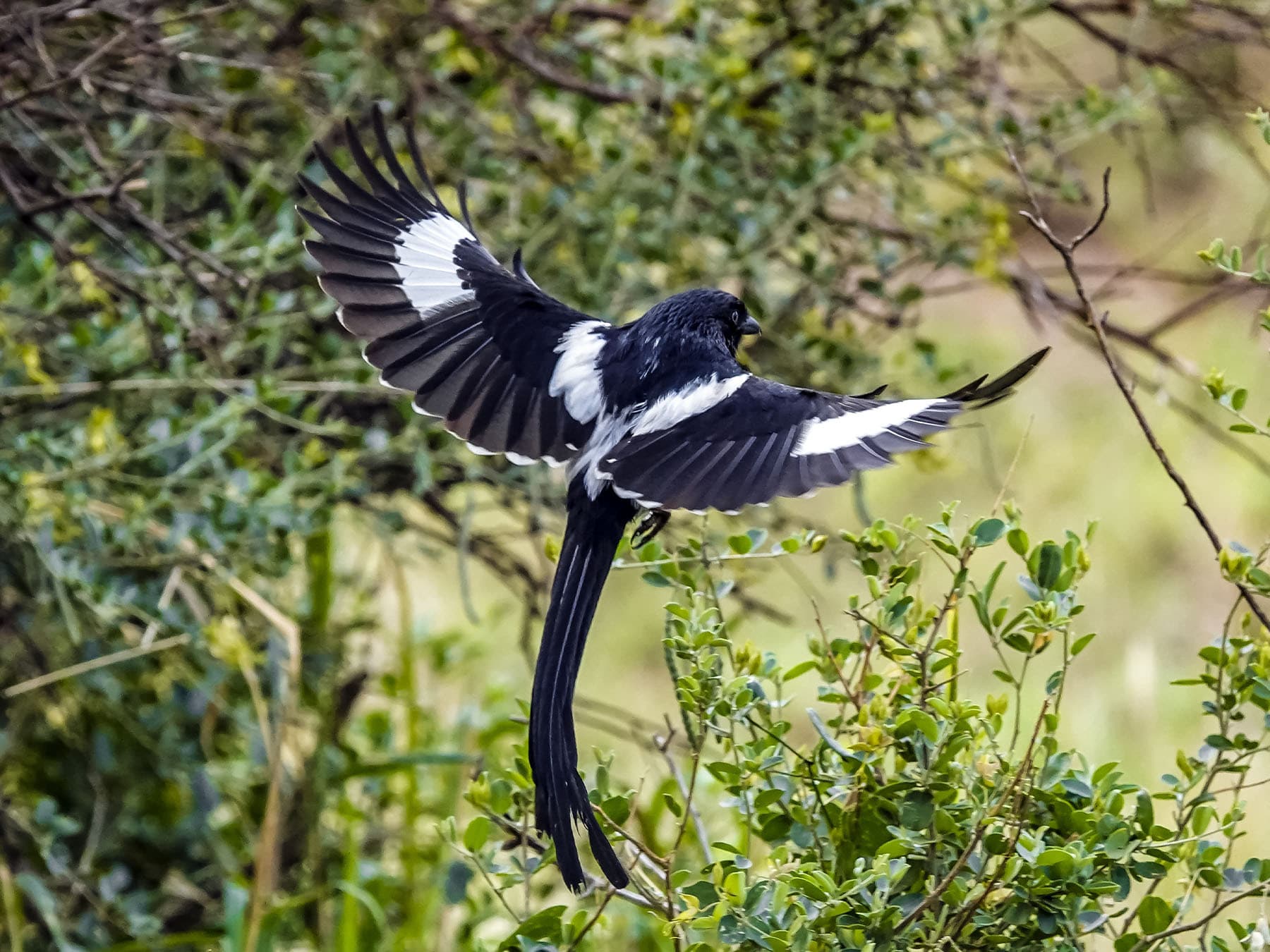 Magpie shrike in-flight