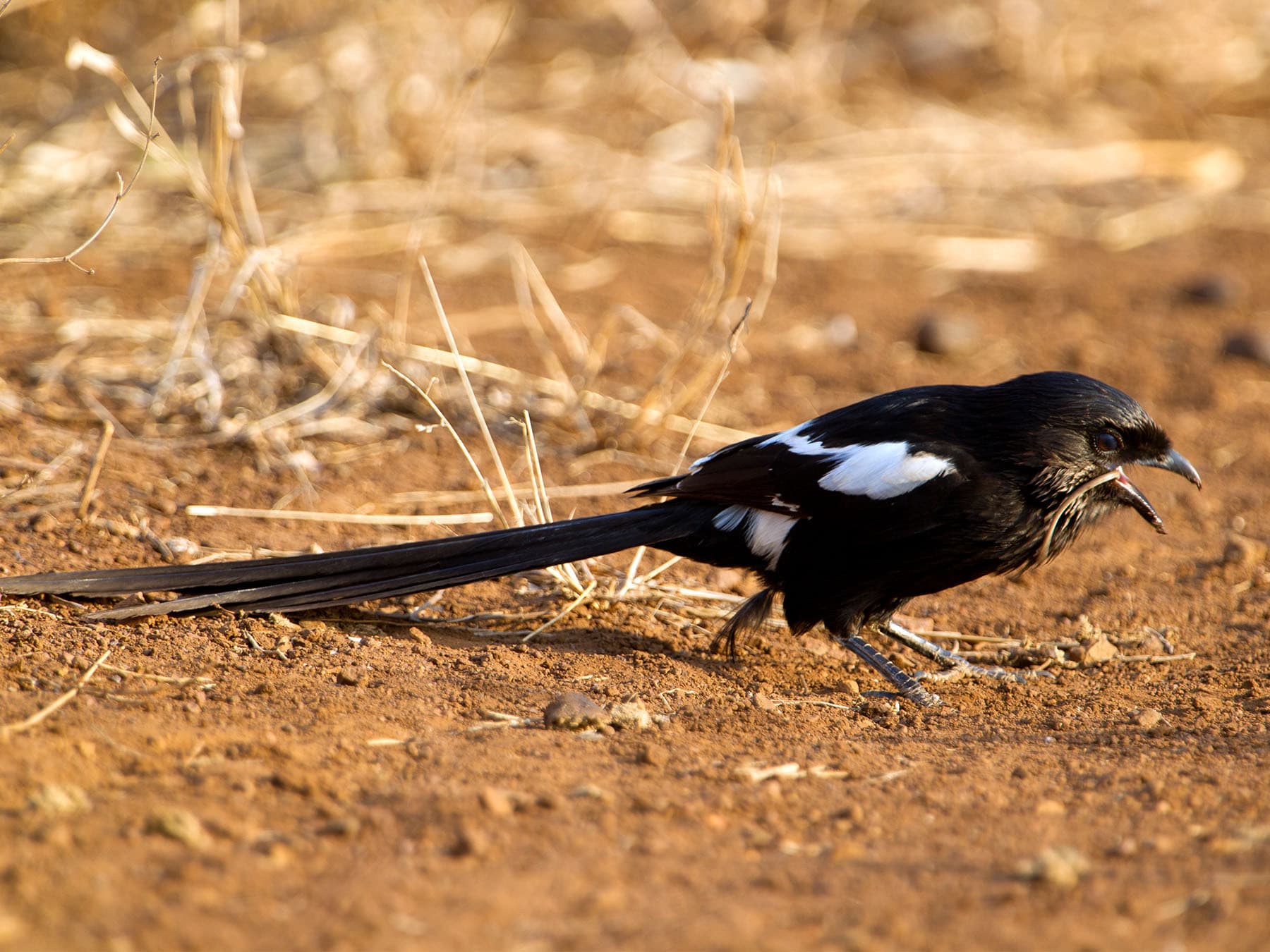 Magpie shrike foraging