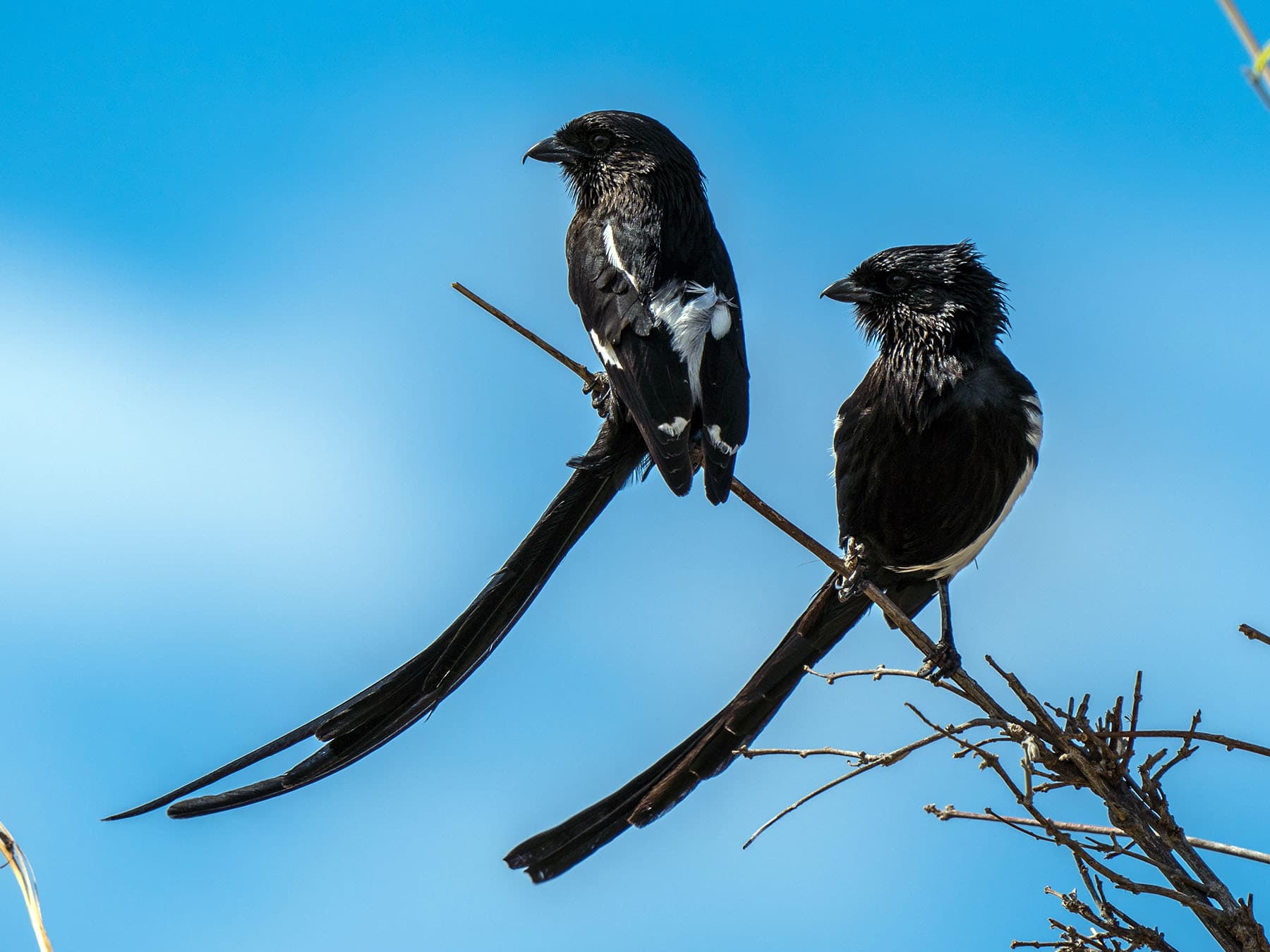 Pair of Magpie Shrikes