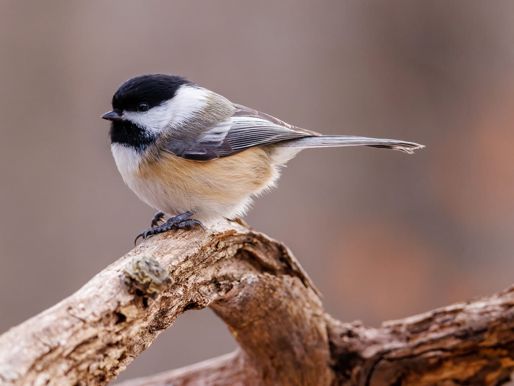 Black-capped Chickadee
