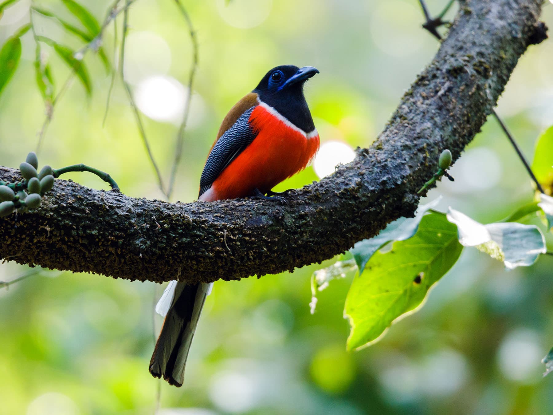 Malabar Trogon perching on branch
