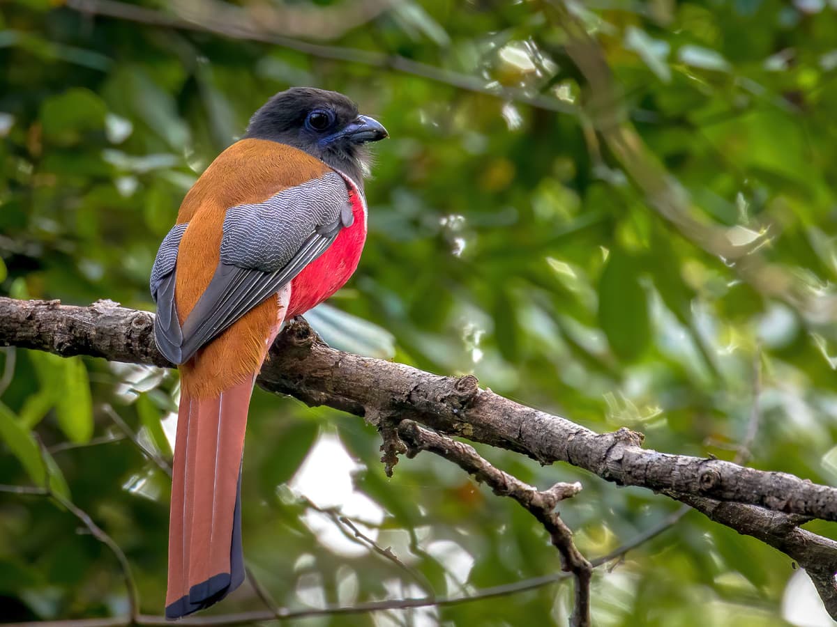 Trogons (Trogonidae) | Birdfact