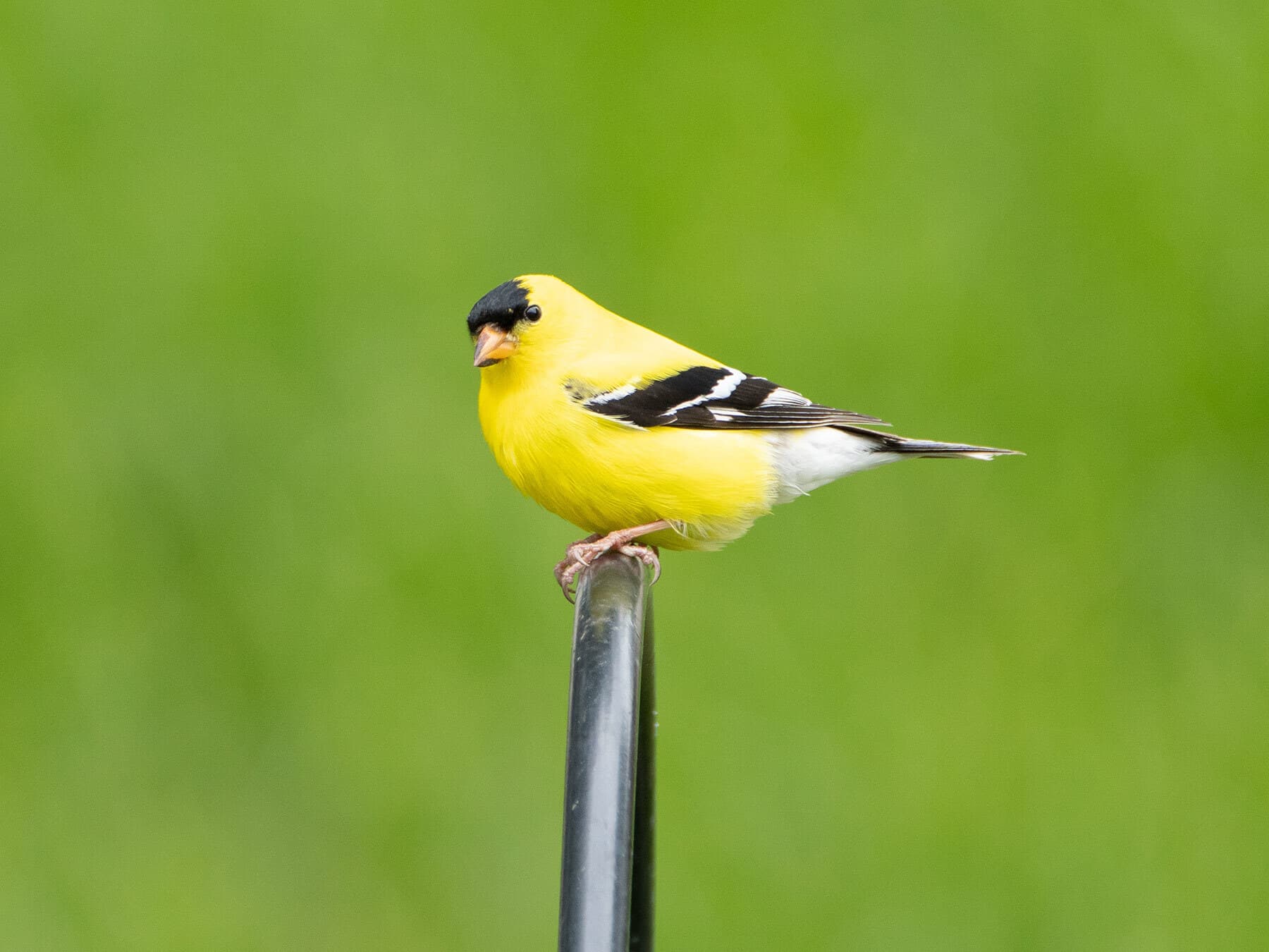 Male american goldfinch