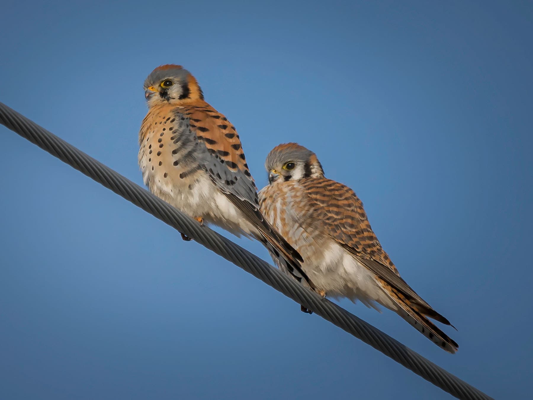 Male and female american kestrels