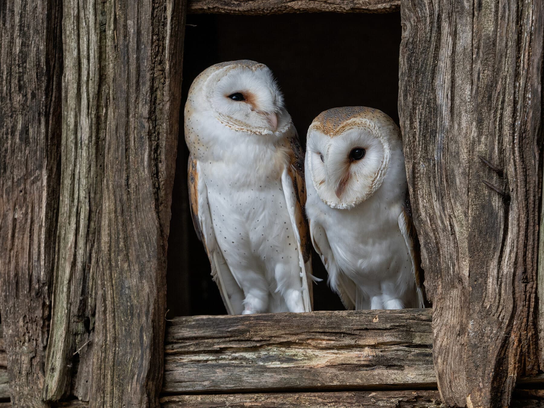 Male and female barn owl