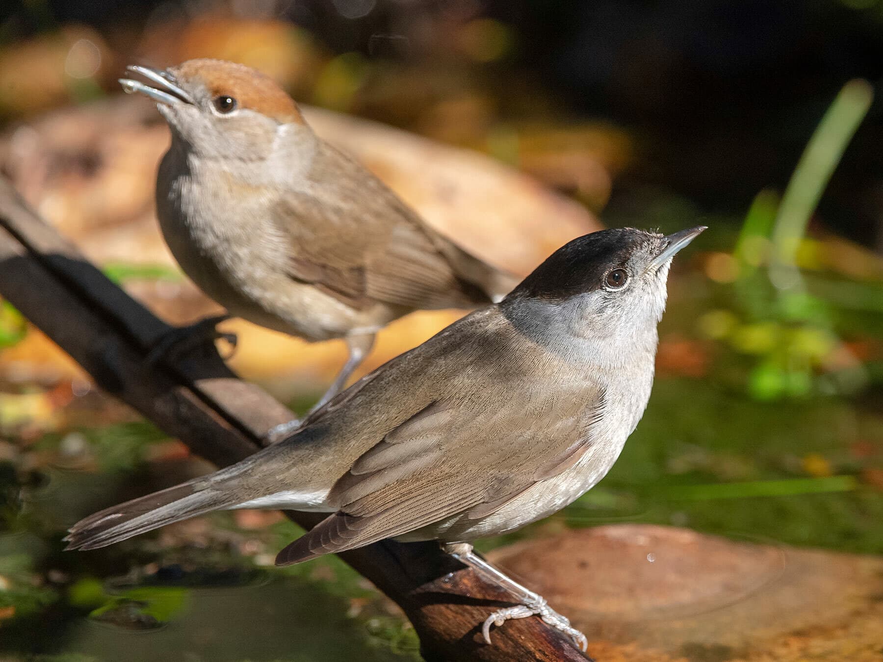 Male and Female Blackcaps