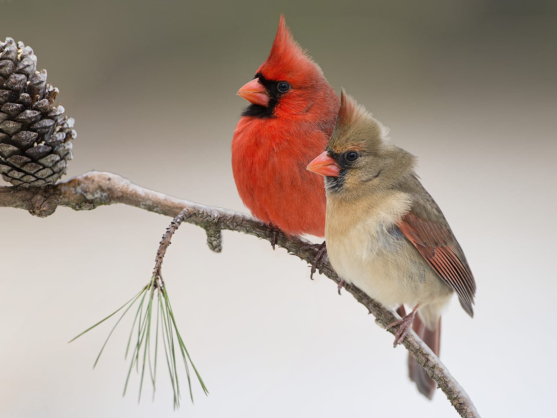 Male and female cardinals 1
