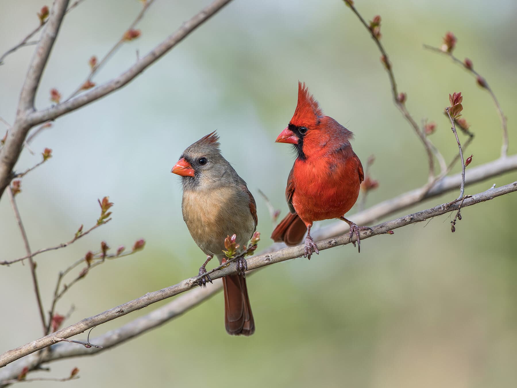 Male and female cardinals 2