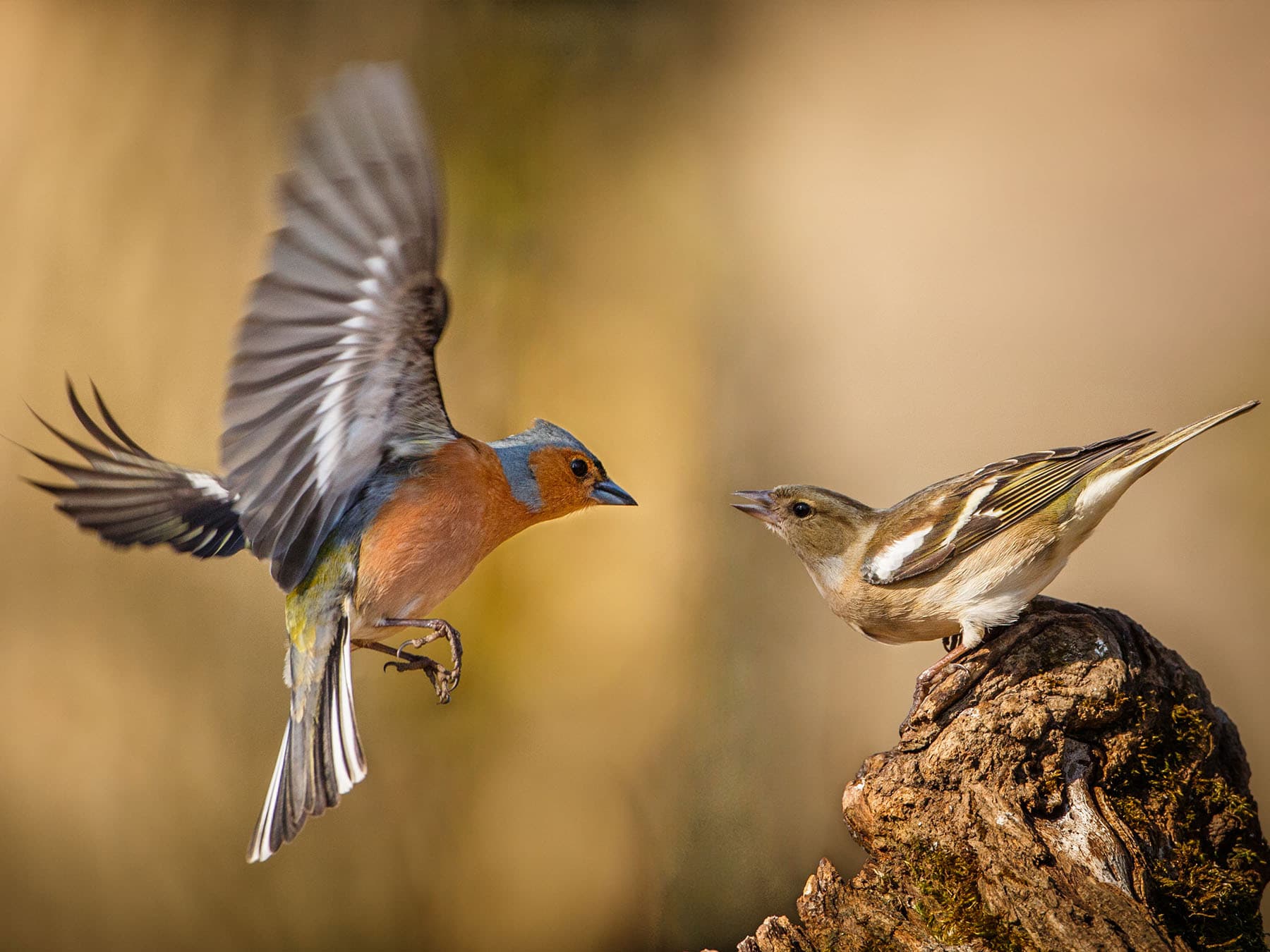 Male Chaffinch in flight, greeting a perched female