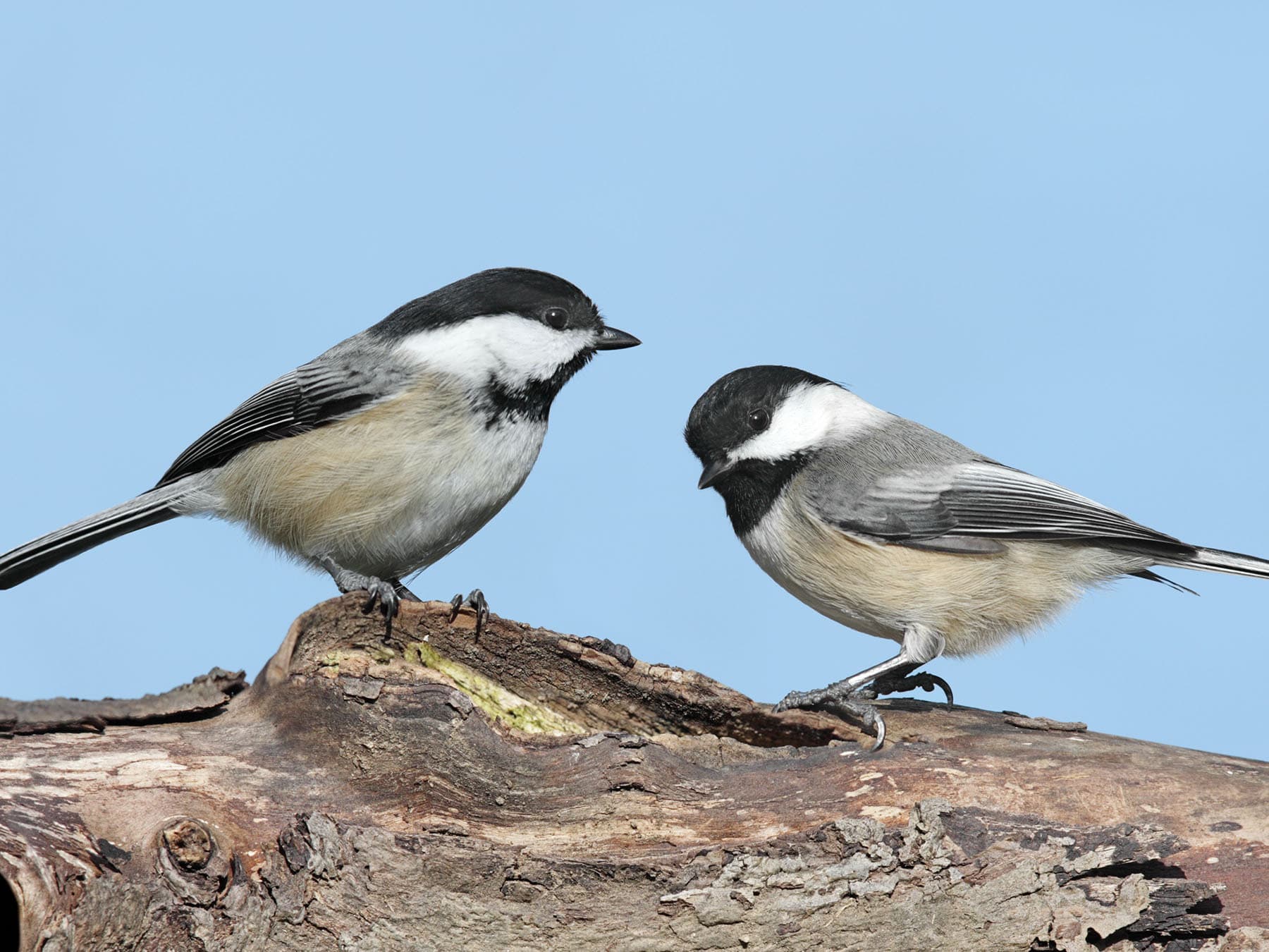 Male and female chickadees