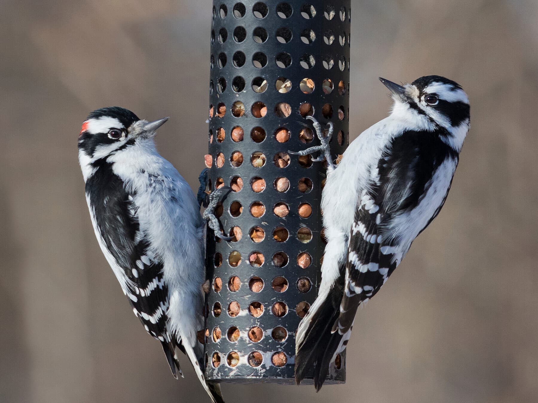 Male and female downy woodpeckers