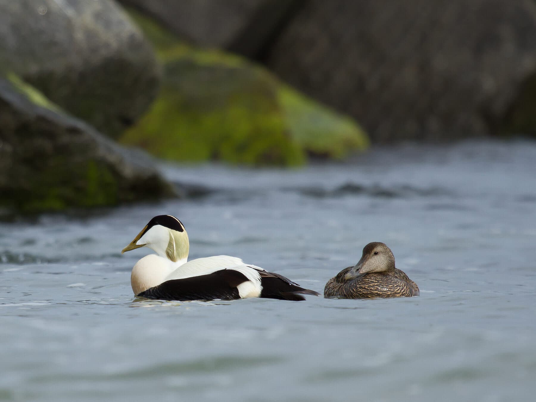 Male and female Eider swimming on the water