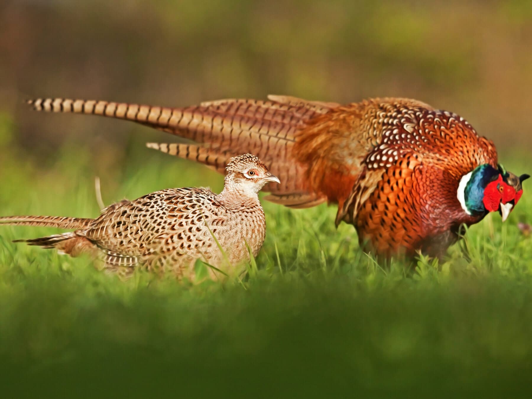 Male and female foraging pheasants