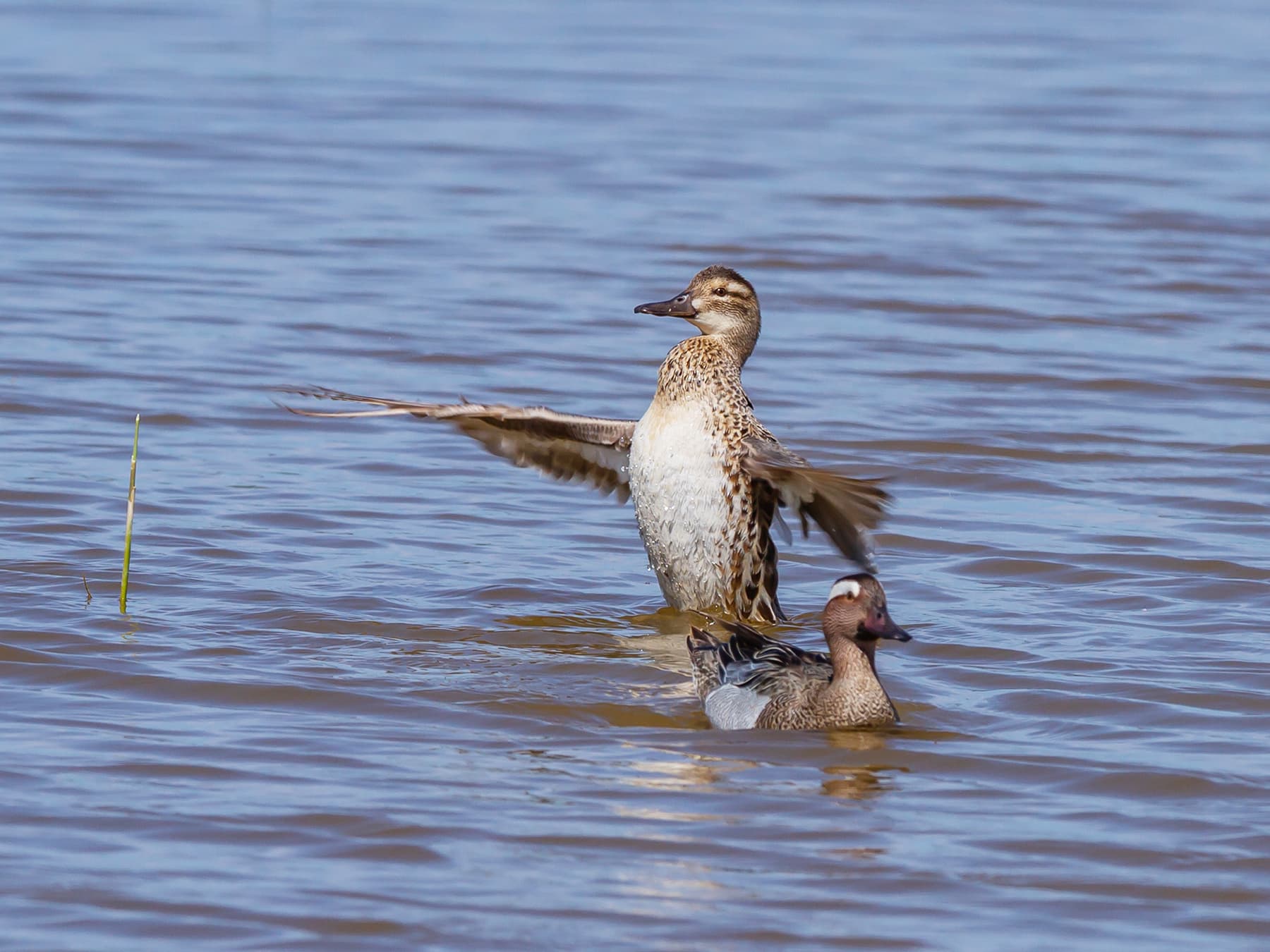 Male (front) and female (back) Garganeys