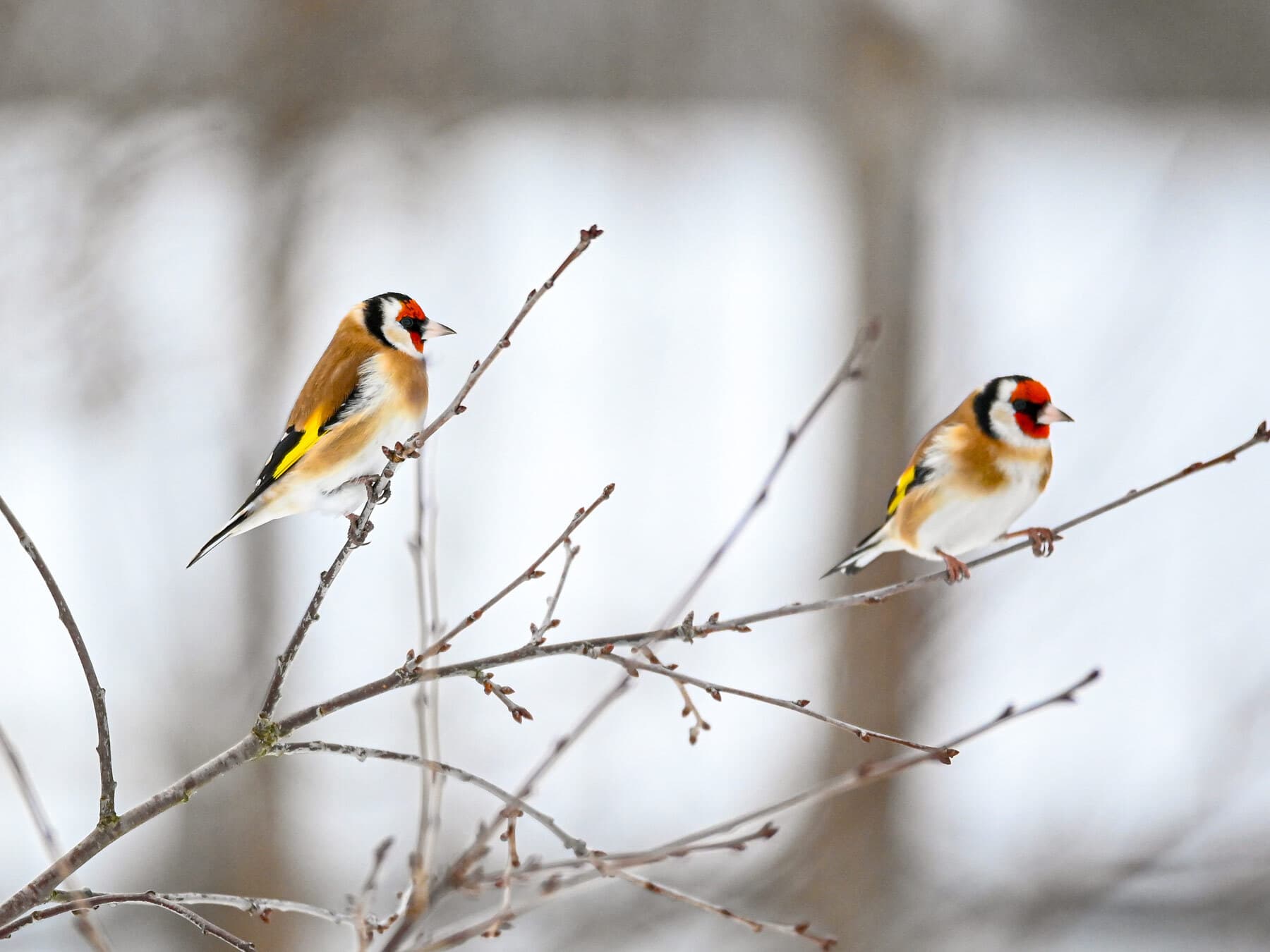 Male and female goldfinch
