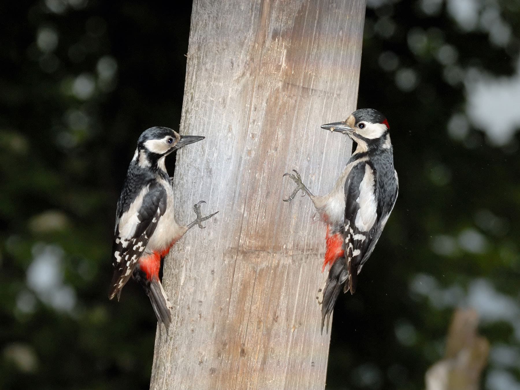 Male and female great spotted woodpeckers