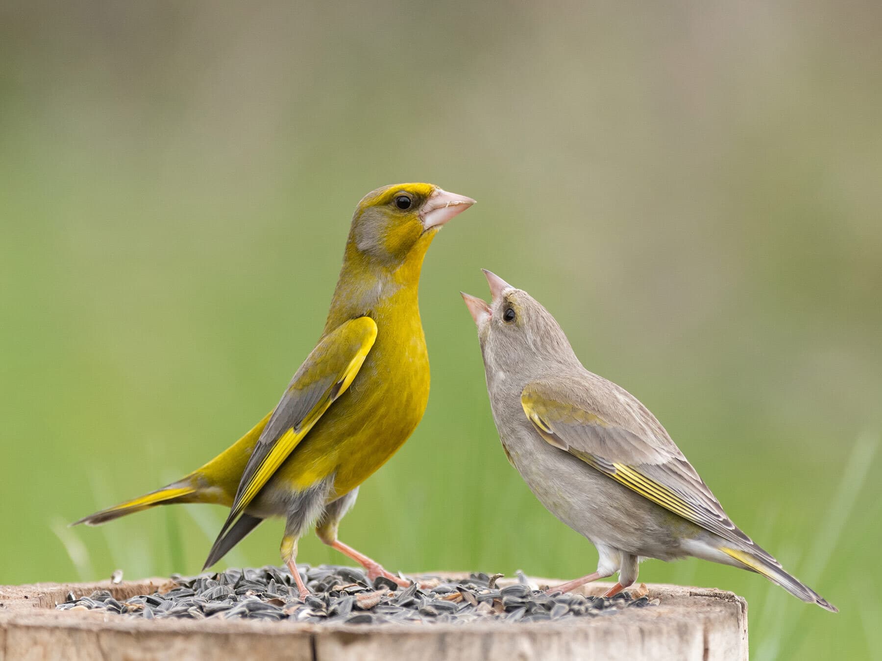Male and female greenfinches