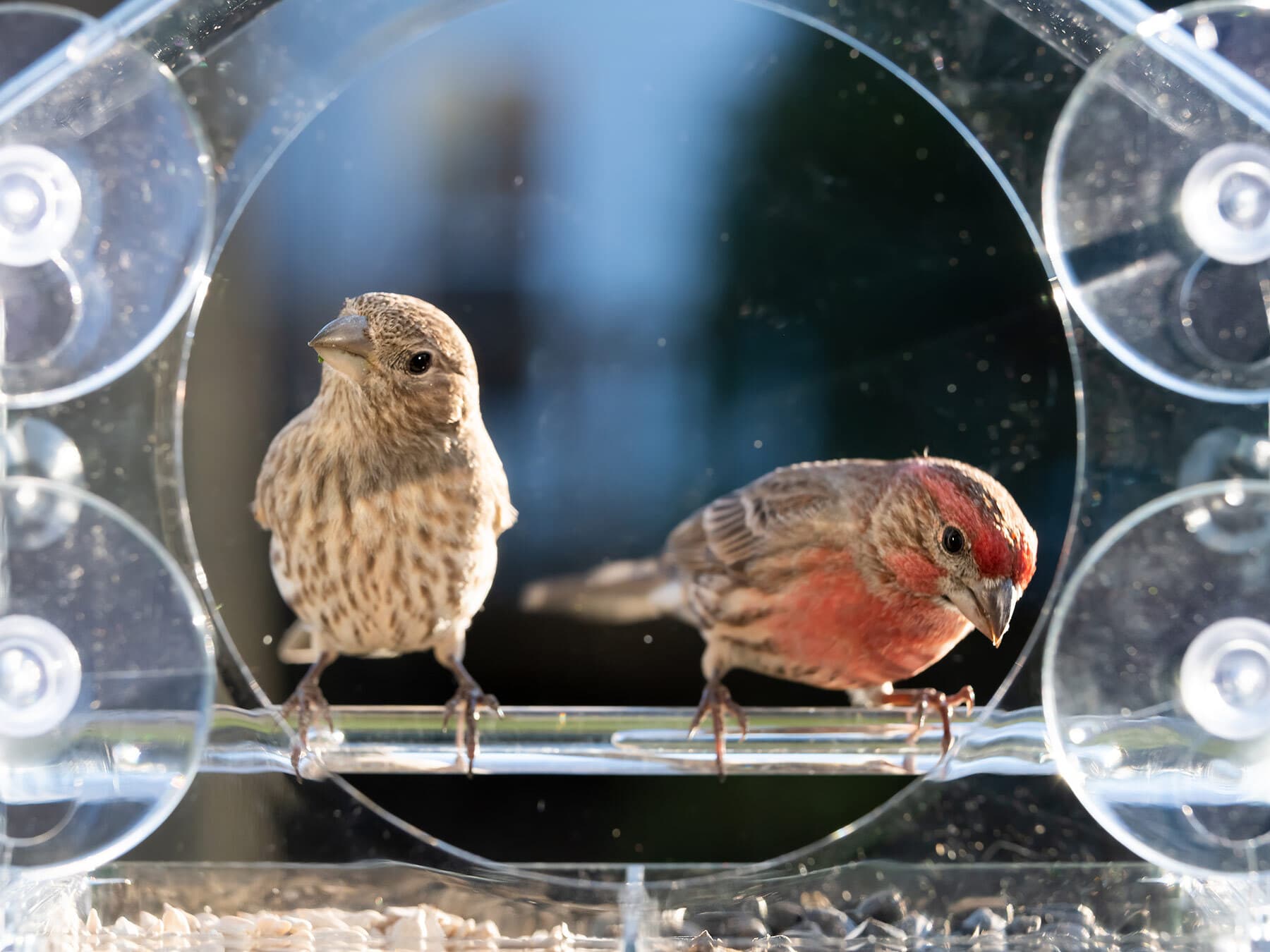 Male and female house finch feeder