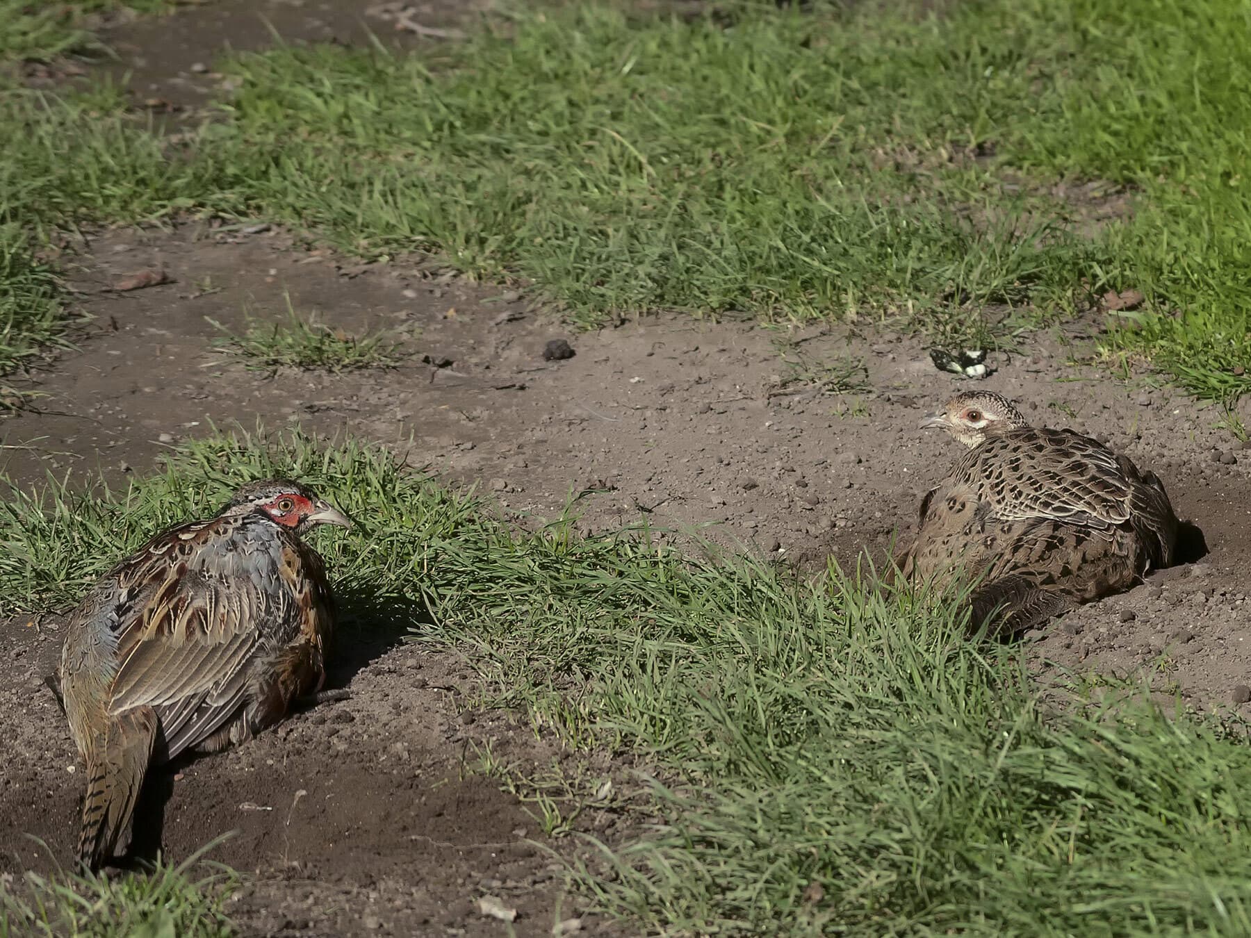 Male and female juvenile pheasants