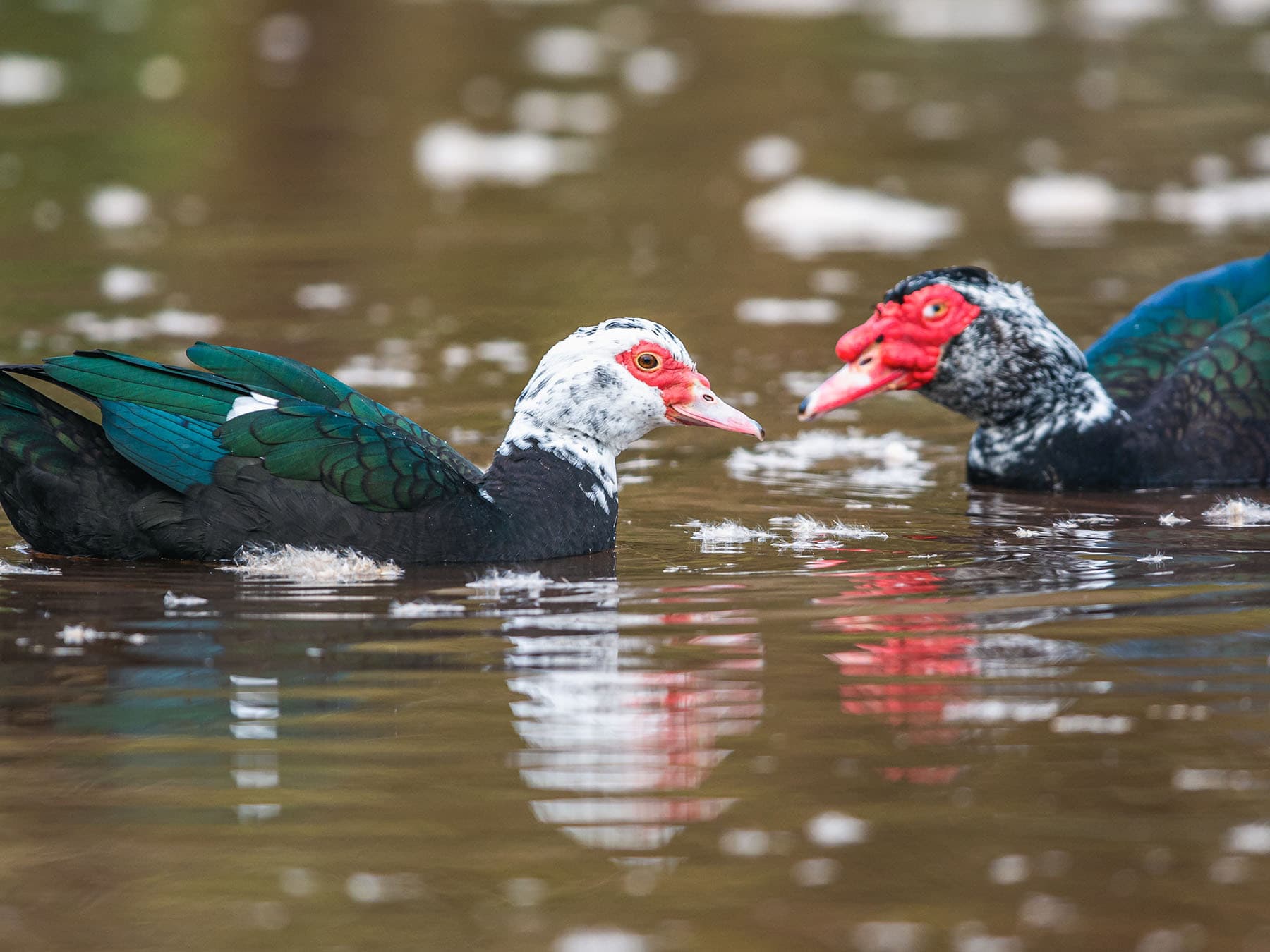 Male and female muscovy ducks
