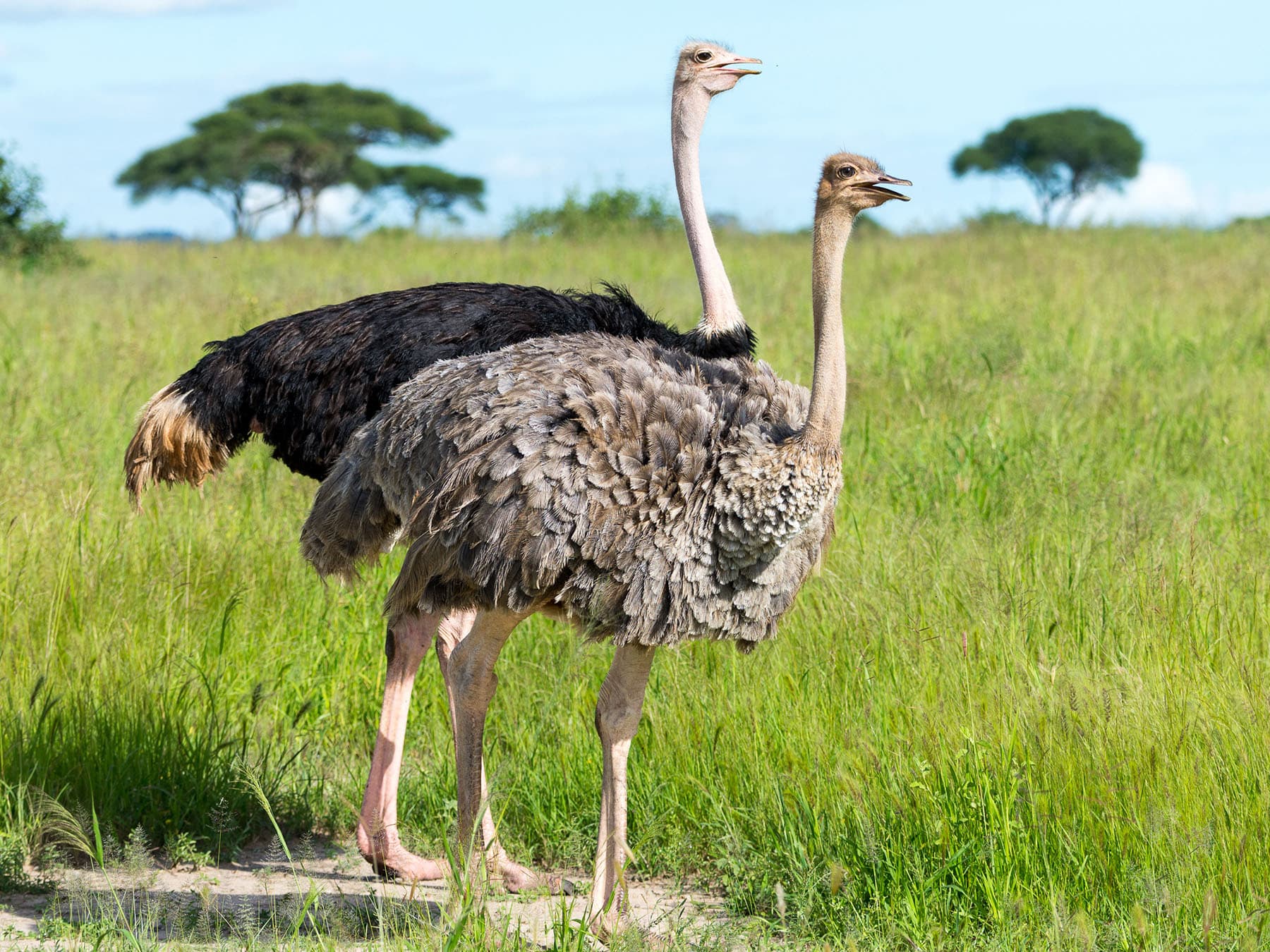 Male and female ostrich